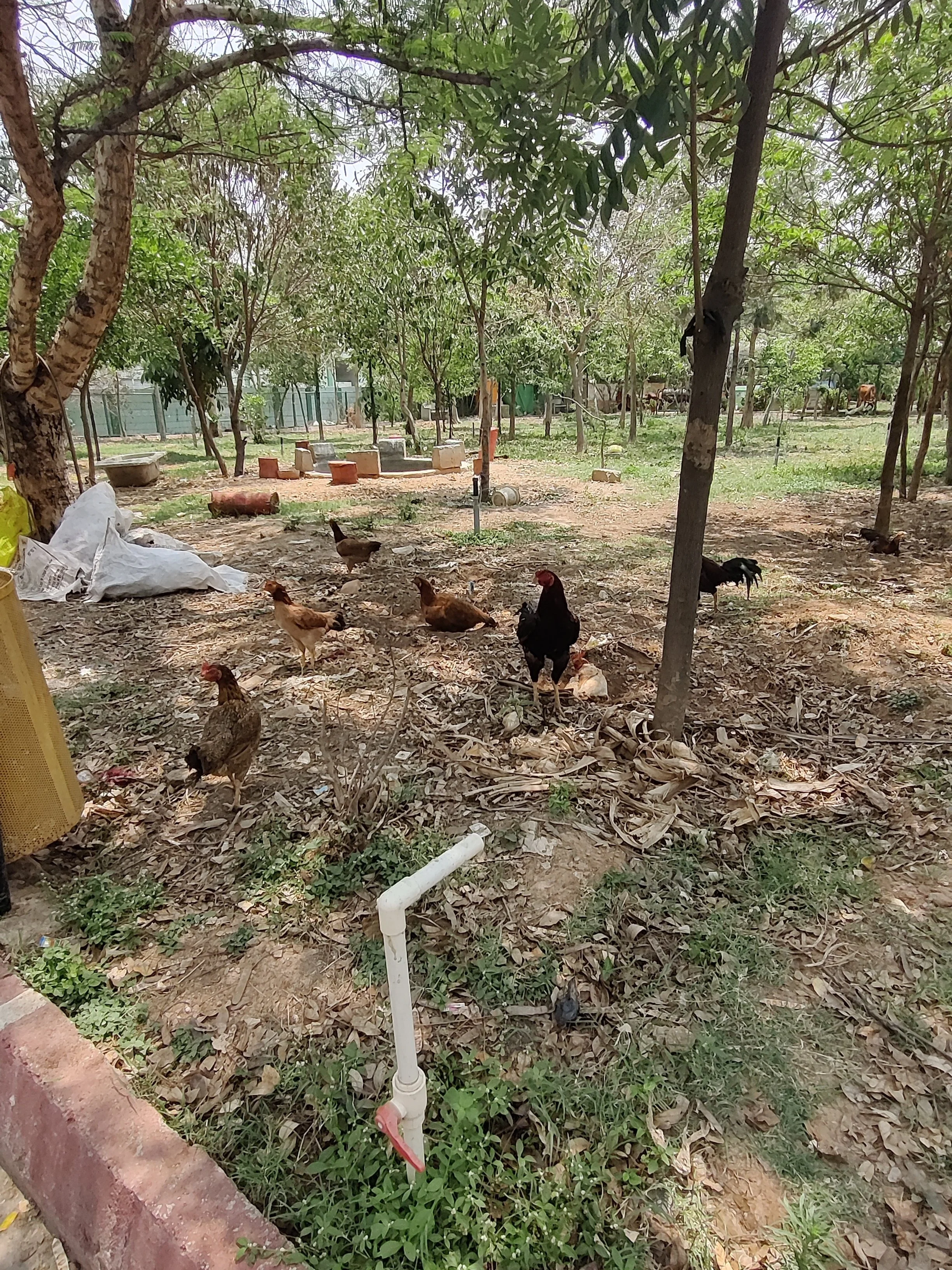 Hens on site