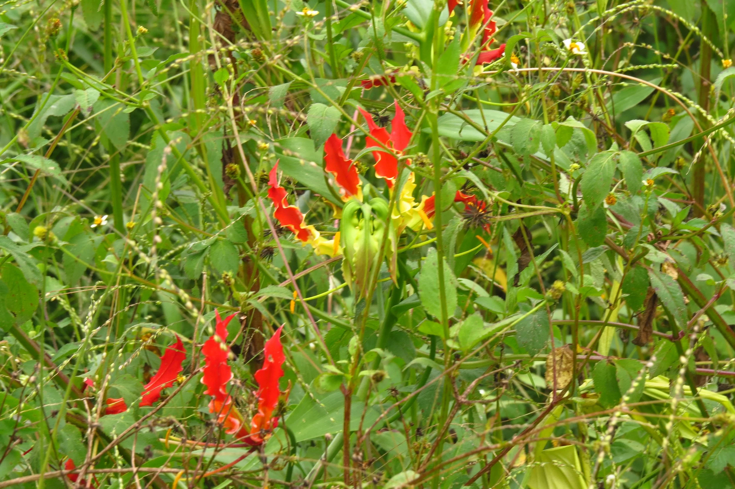 Gloriosa superba (Glory lily)