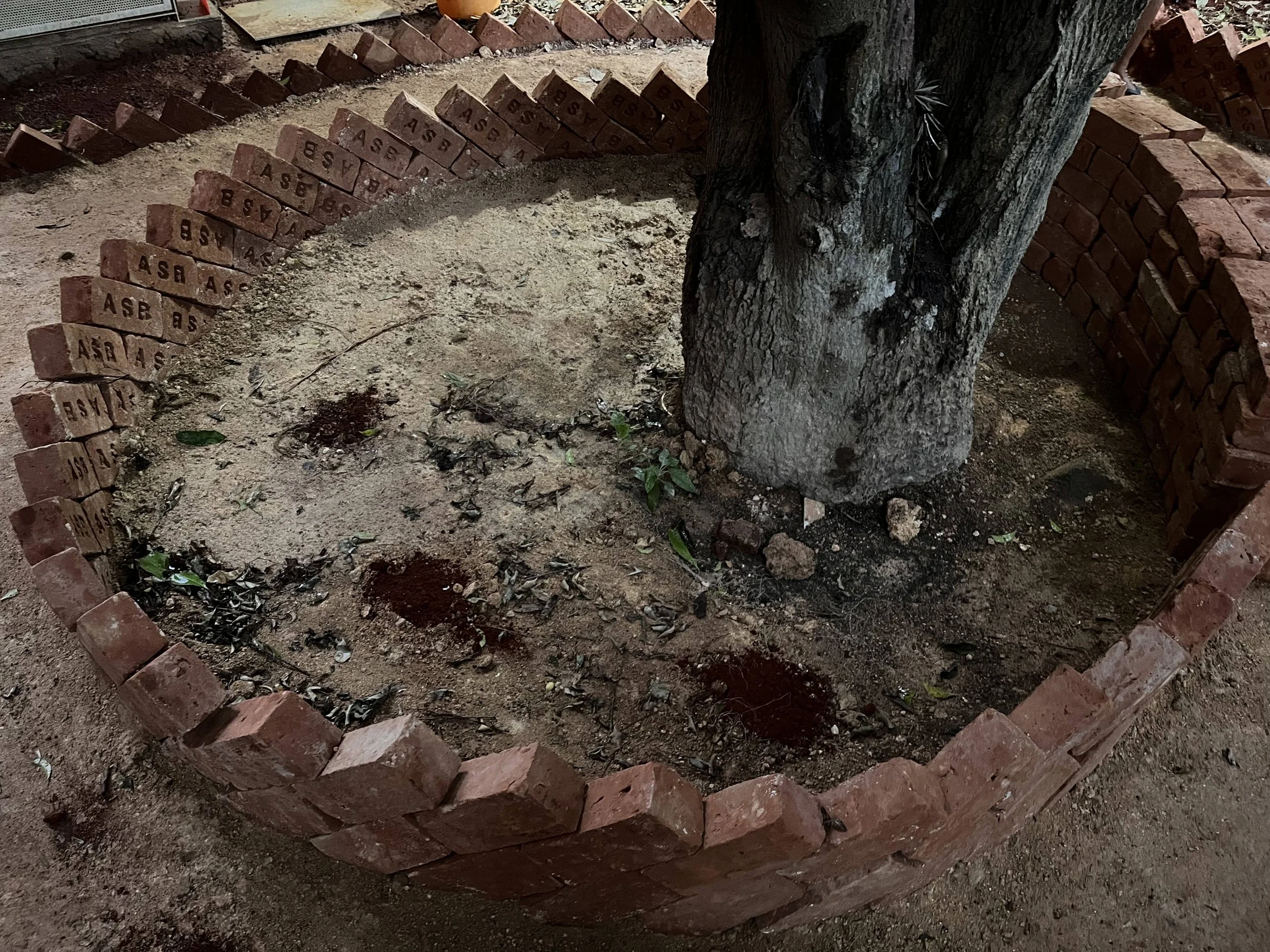 Brick edge around existing mango tree