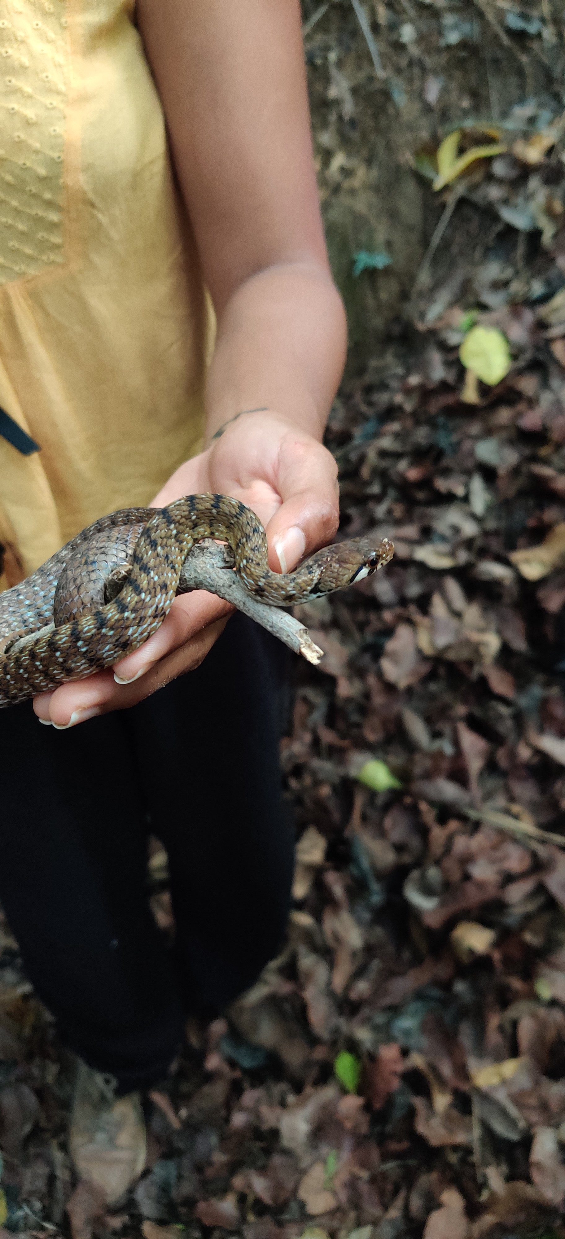 Beddome's (Nilgiri) Keelback