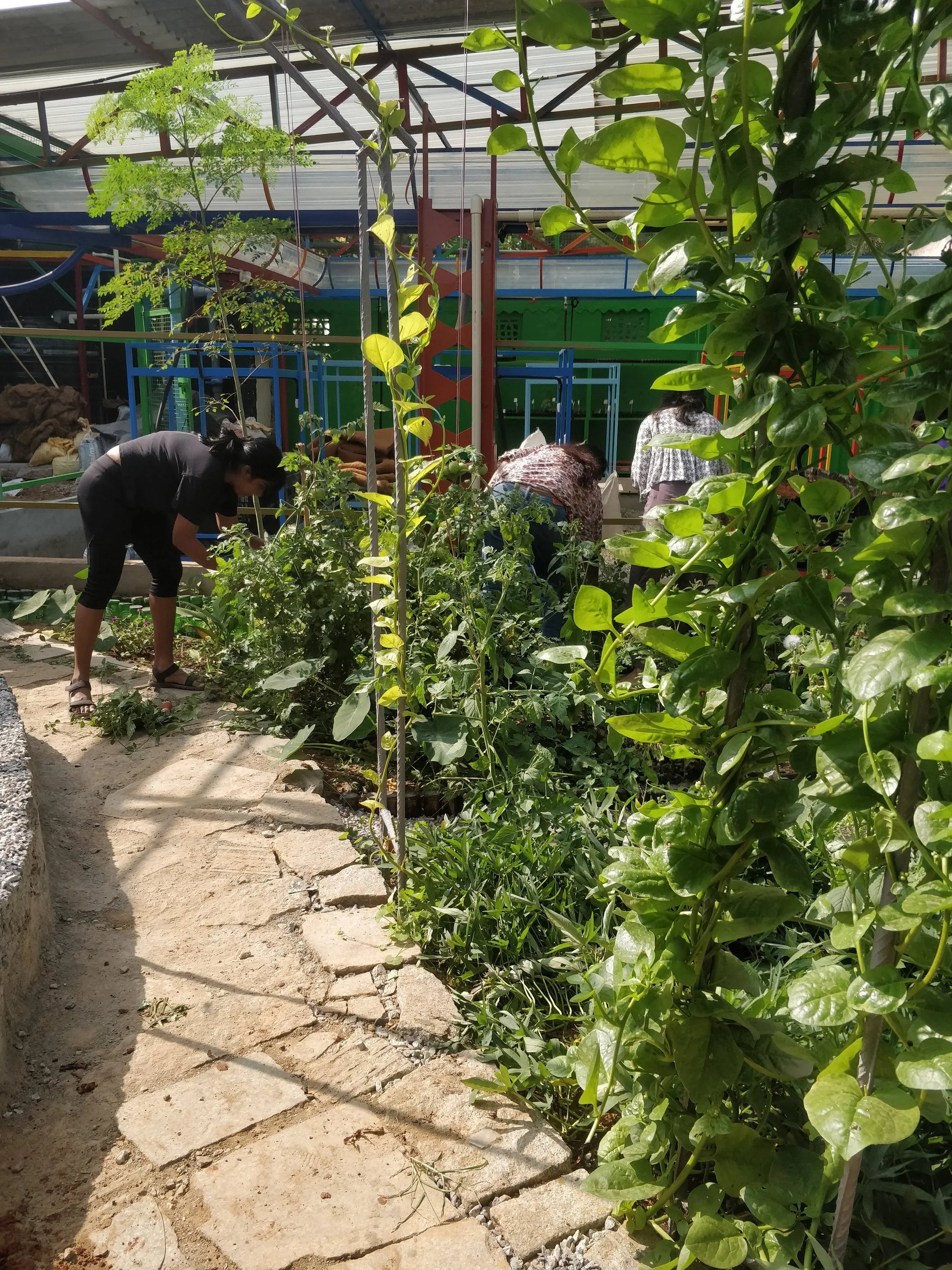 Garden after 3 months