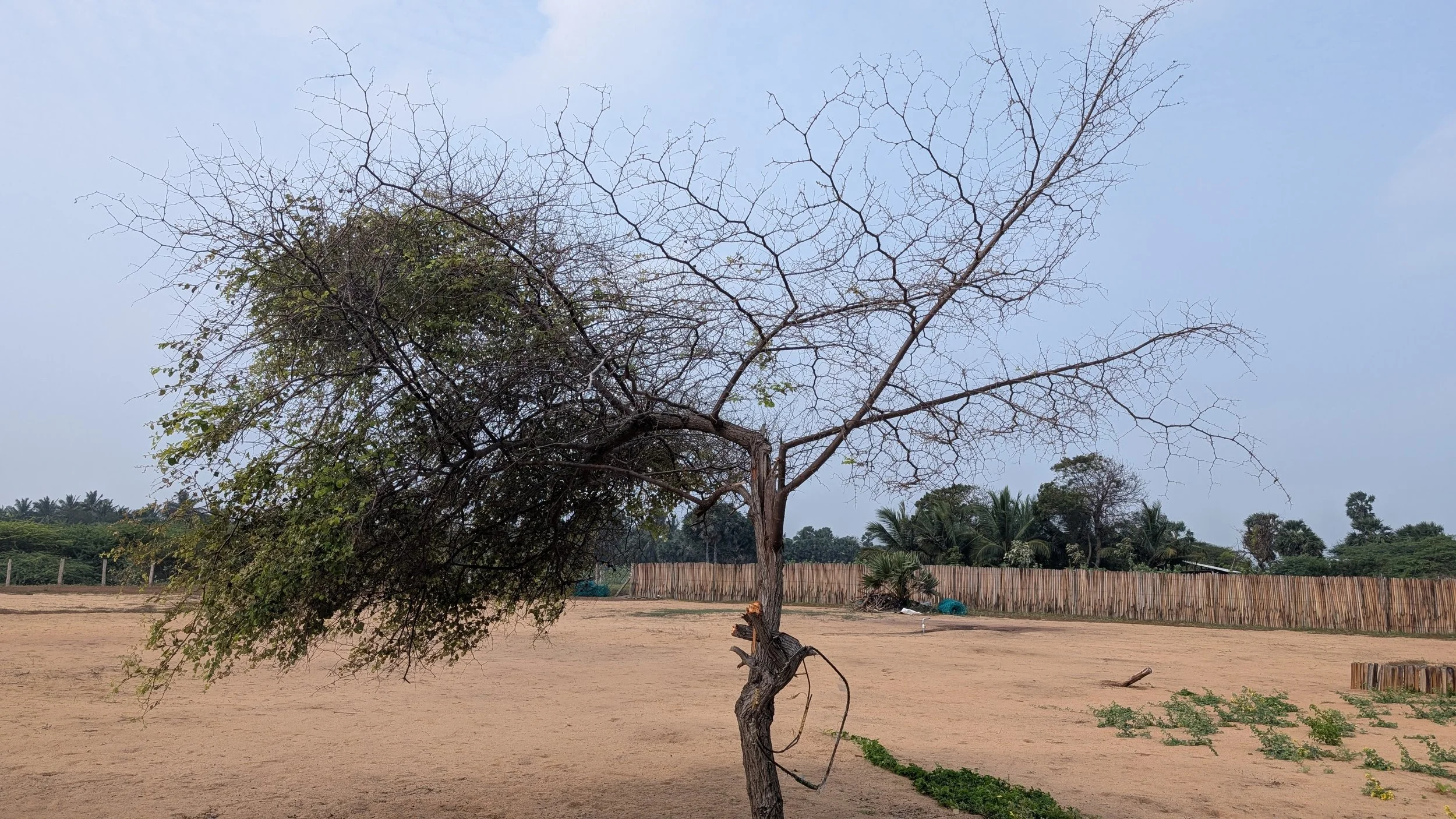 Visit 1 - The effect of salty sea breeze