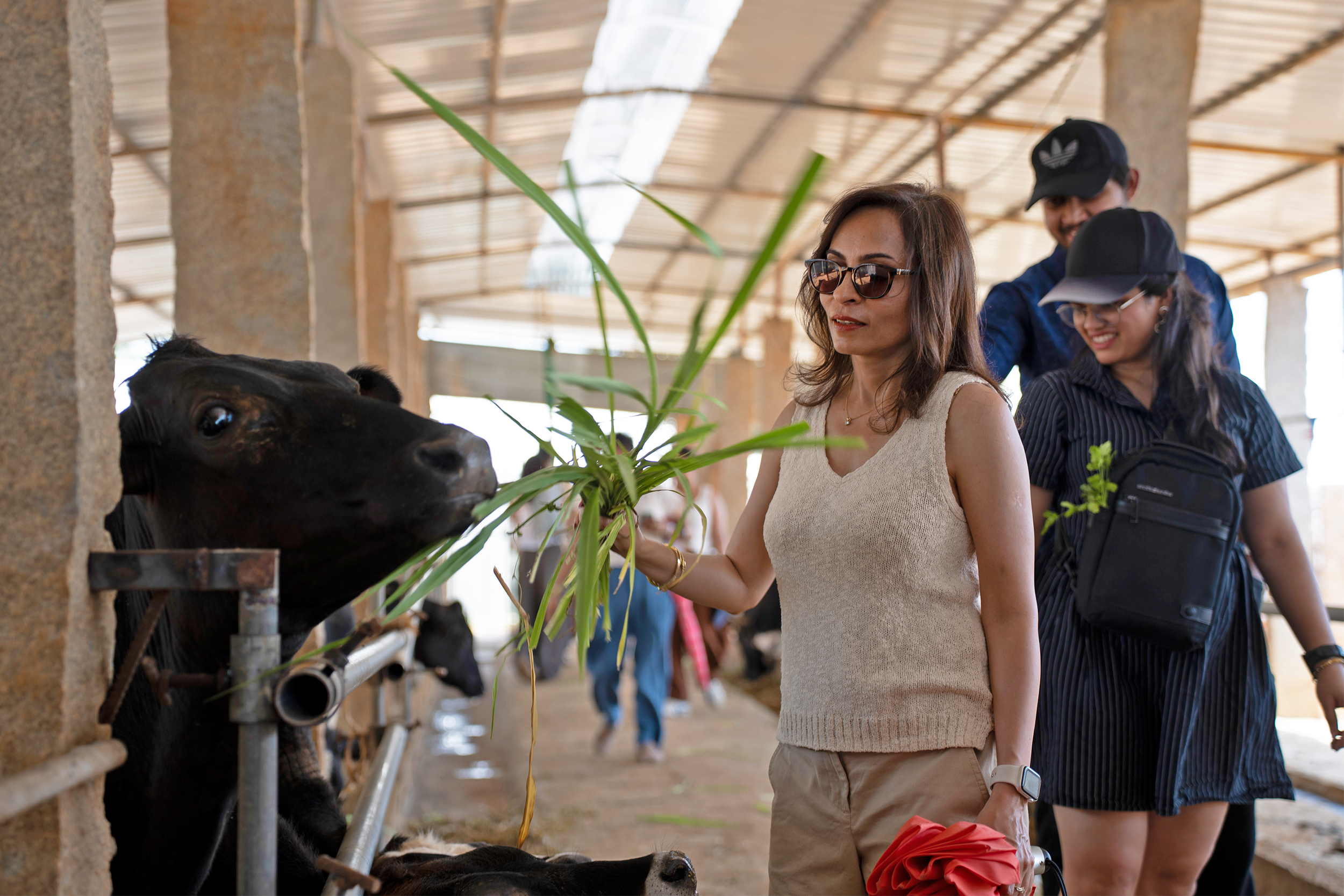 Access to animal systems - Cow shed certified by Akshaykalpa 