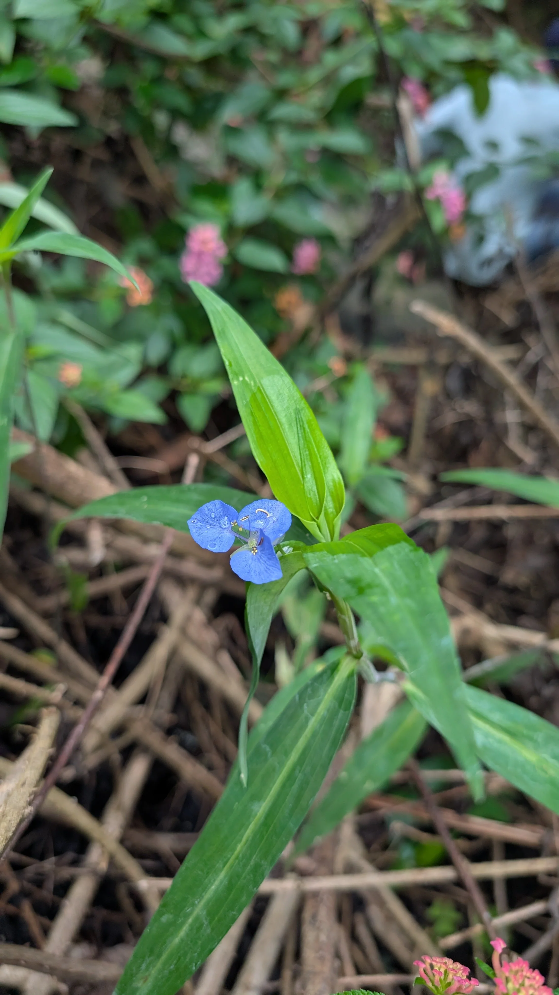 spiderwort.jpg