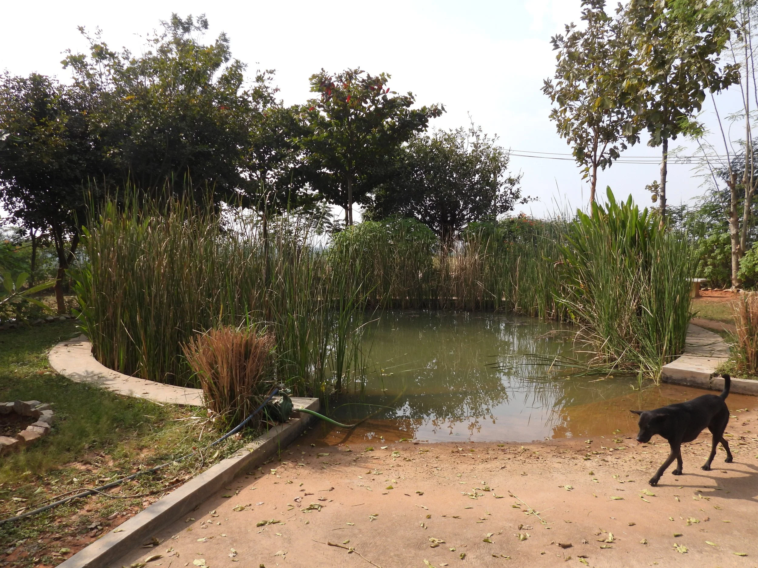 Cement pond allowing for storm water collection (designed by Ananas, adapted and implemented by the client)