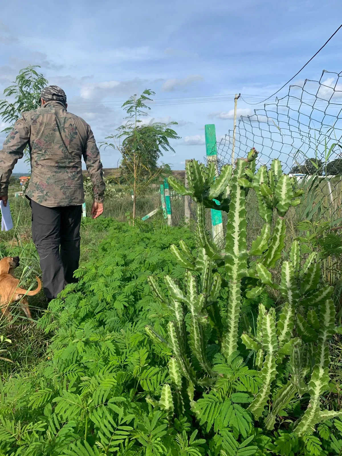 Living fence establishing (PC credits Client) 