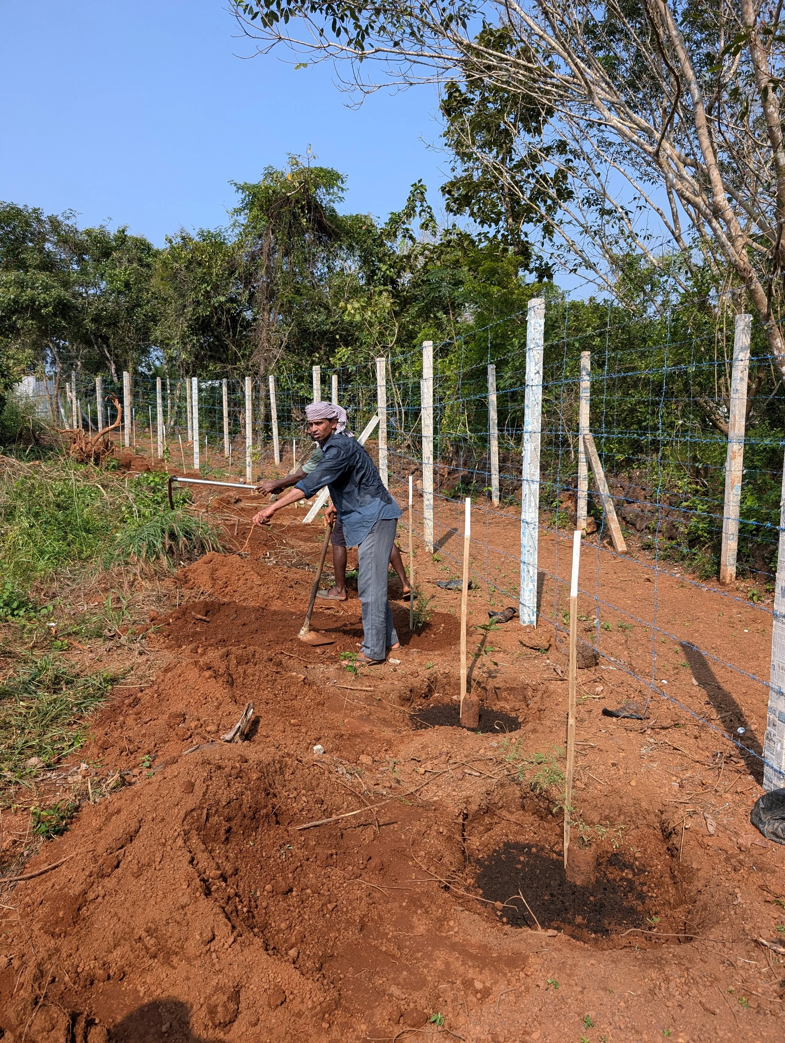 Planting living fence
