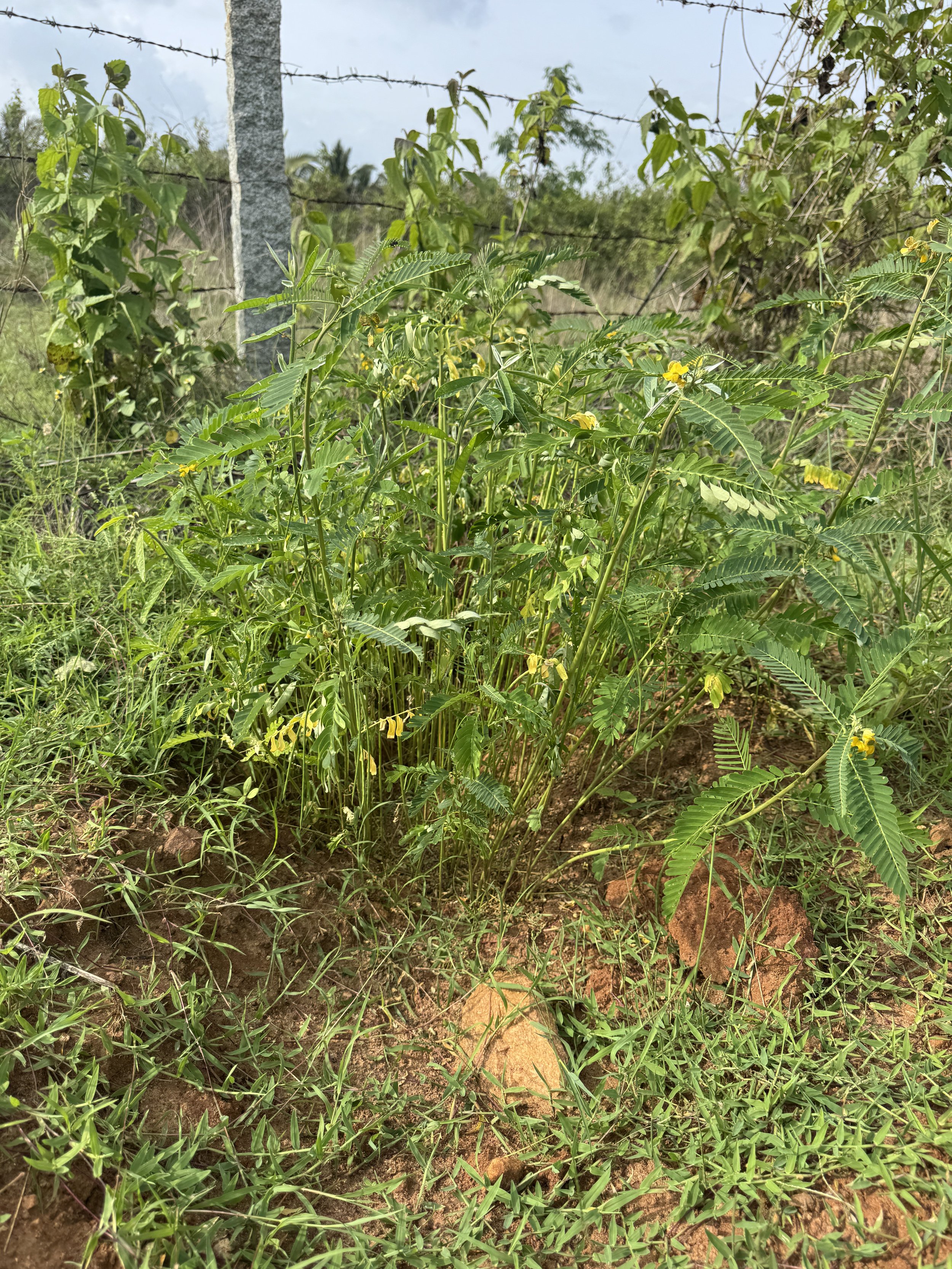 Two months later, each pit has 1.5 ft of growth of mixed biomass plants to be added back into the pit during planting