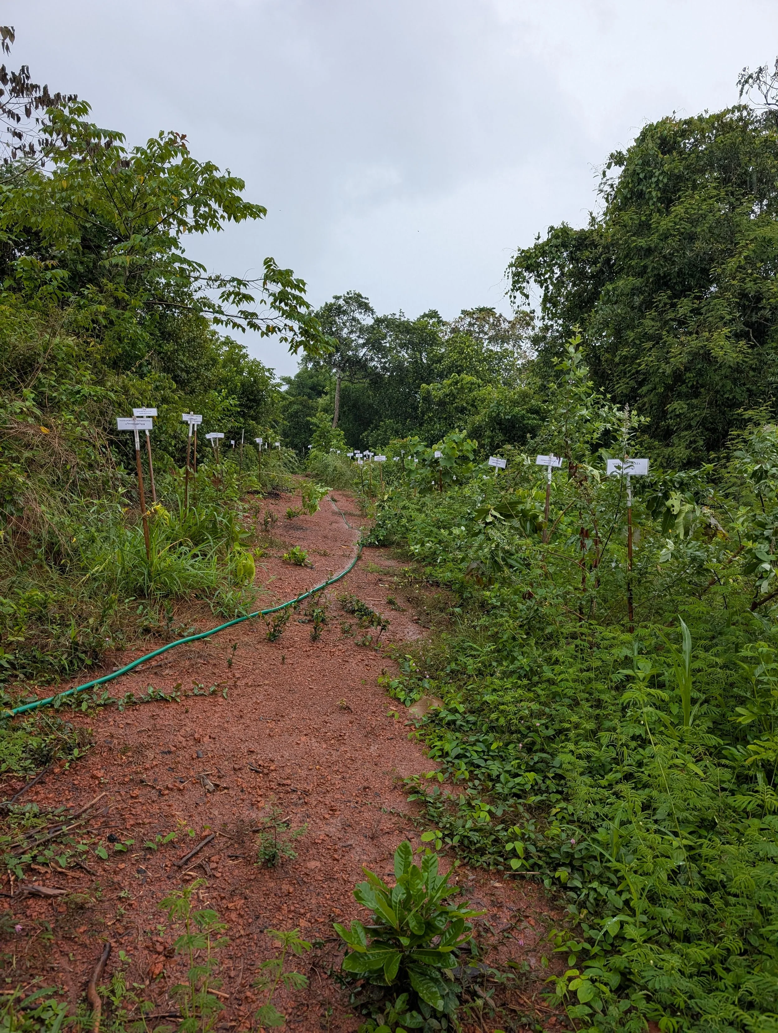 Wild Zone in 6 months