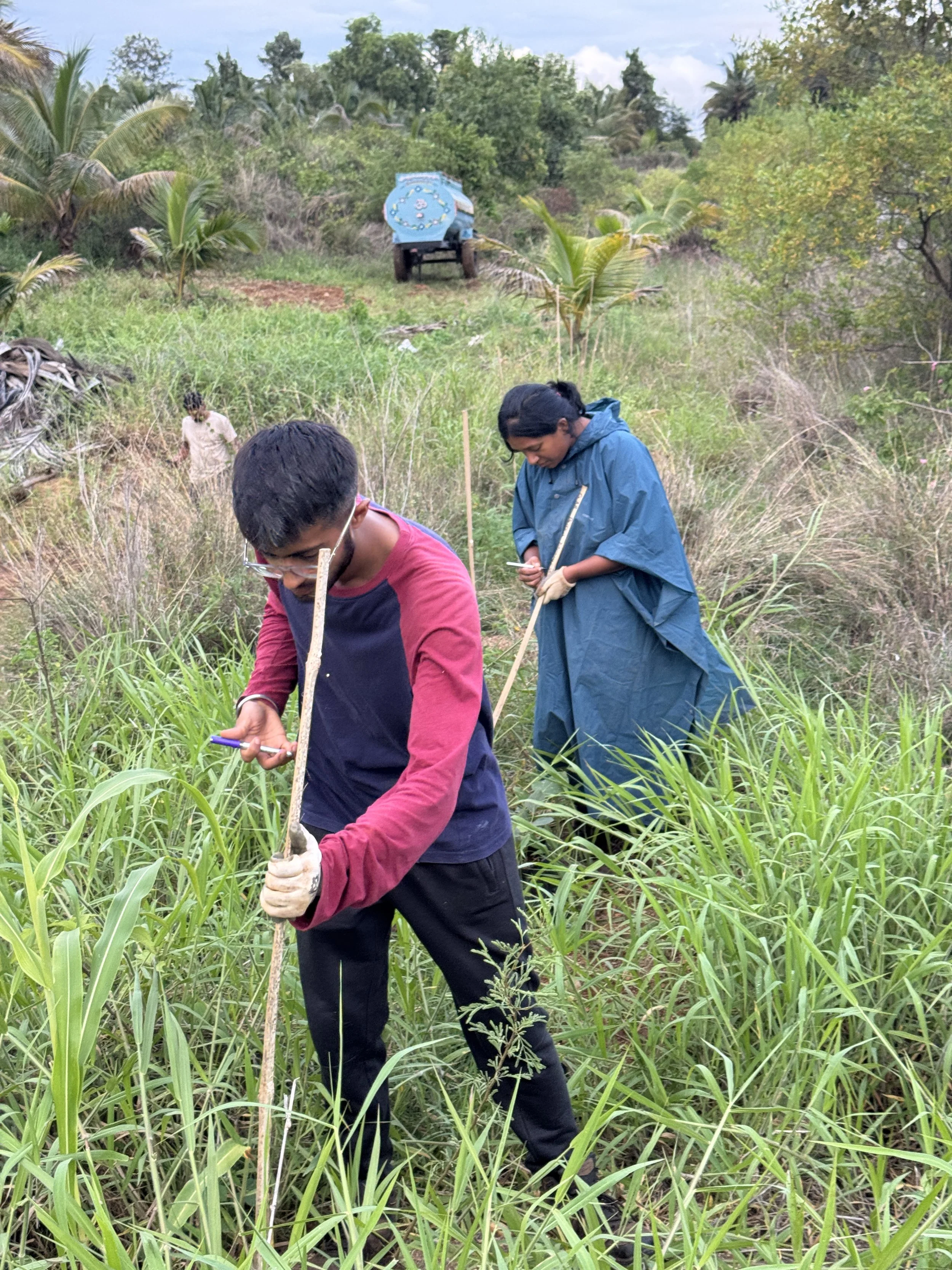 Labelling each sapling with name and number makes it easier to maintain and monitor them