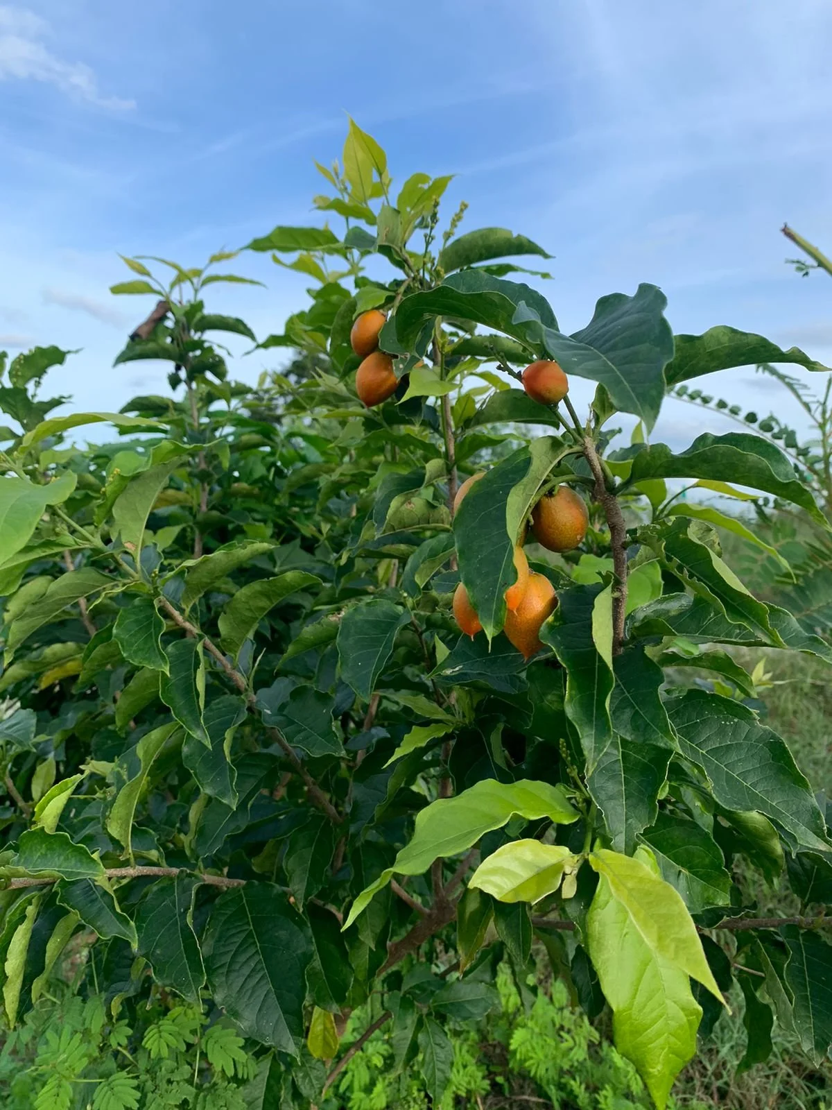 Fruiting observed on site (PC credits Client) 