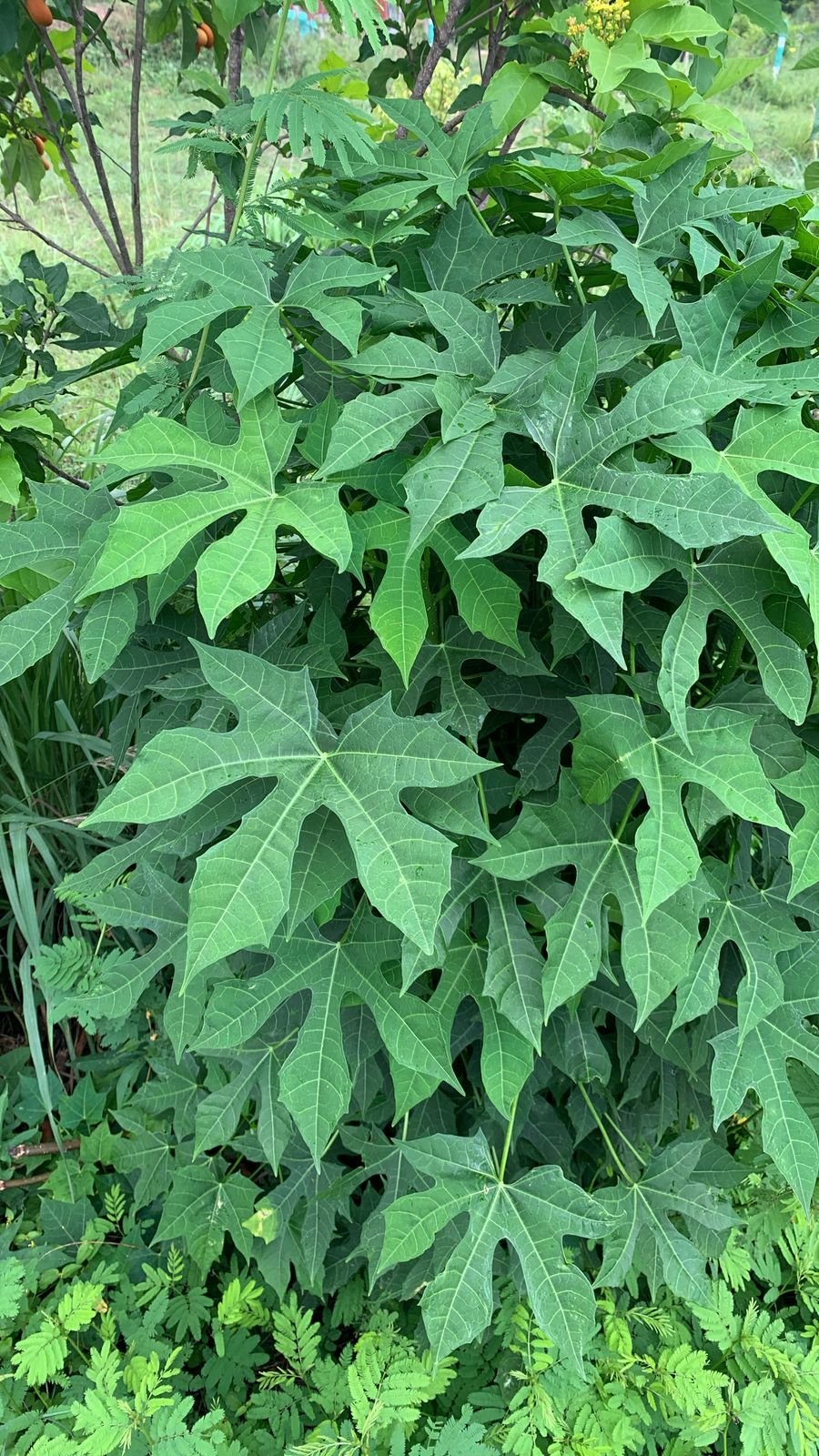 Chaya Tree, 1.5 years after planting