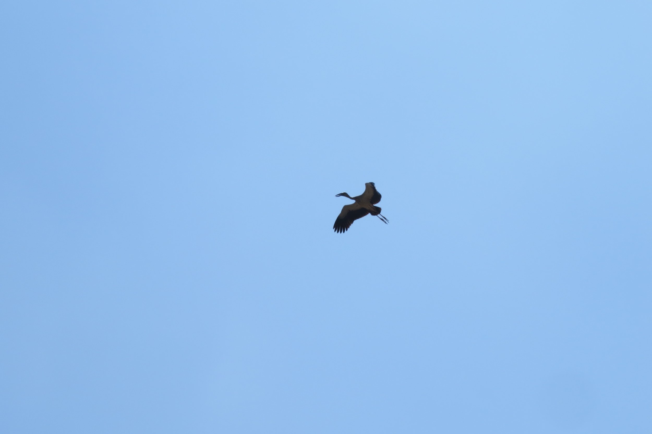 Asian open billed stork