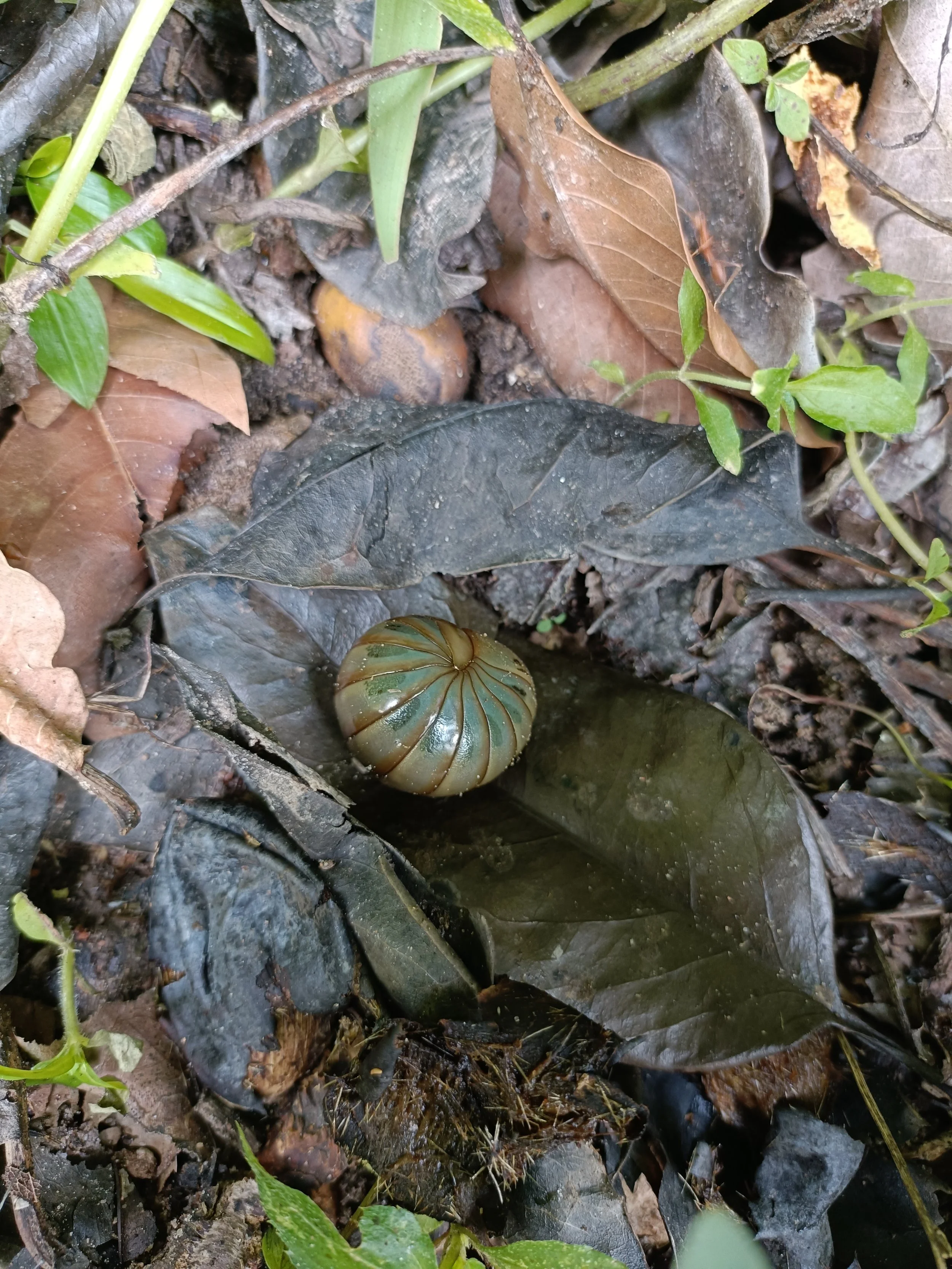 Pill pub in riparian