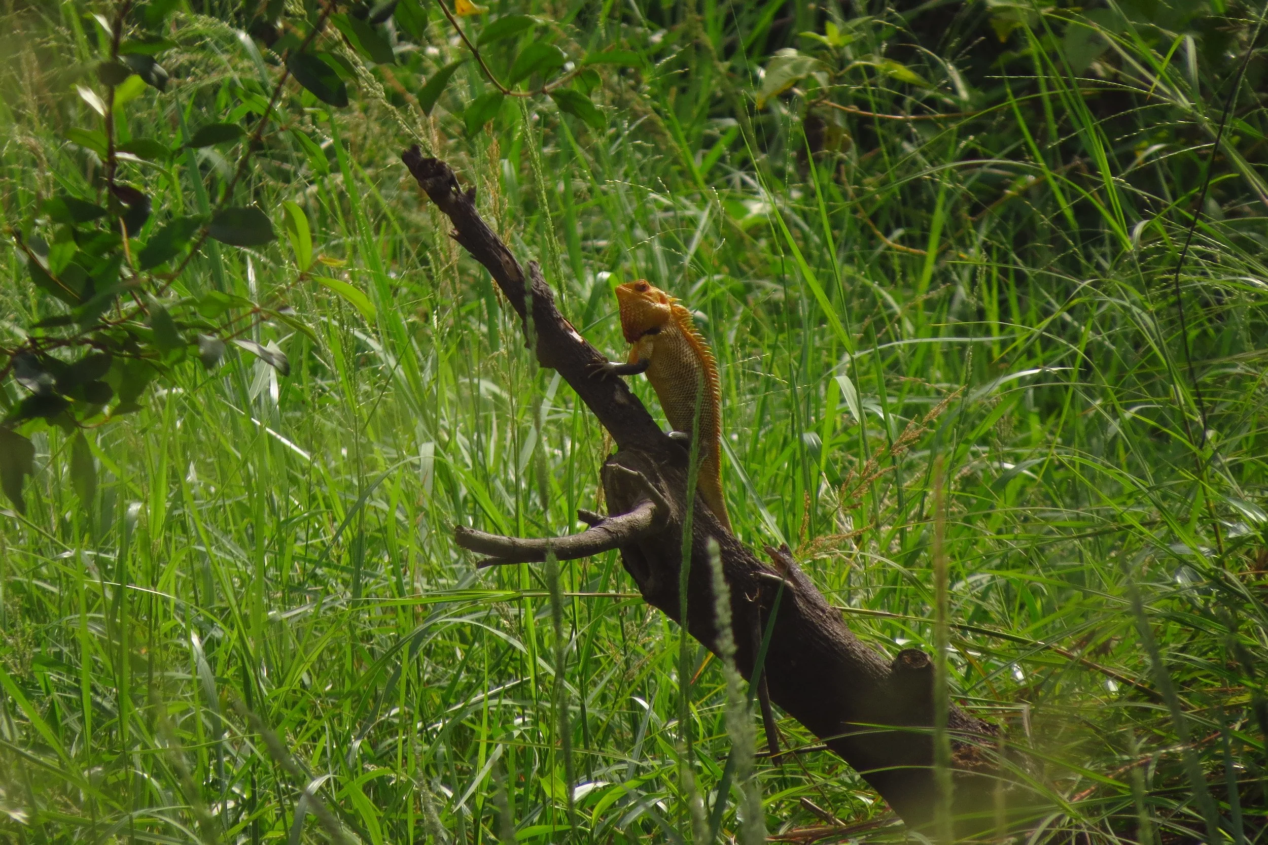 Oriental garden lizard