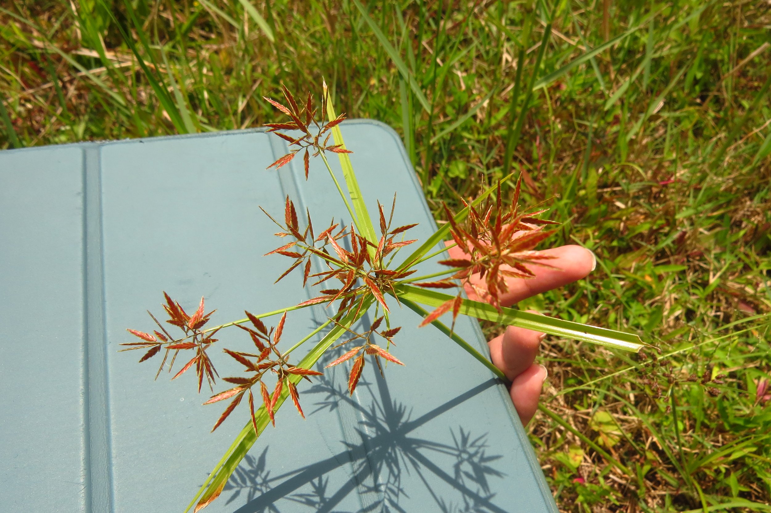 Cyperus sp. in wetland zone