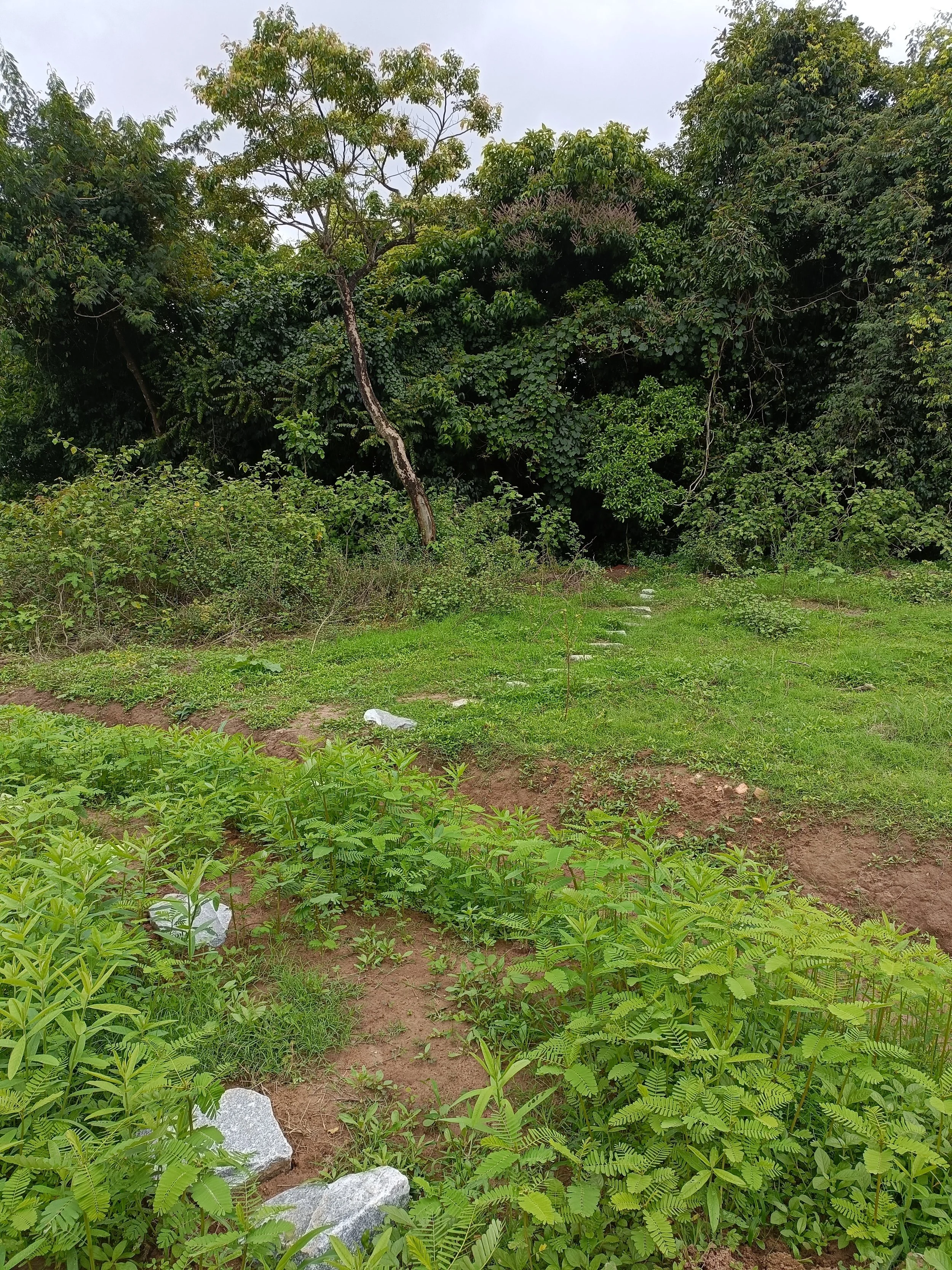 Stepping stones to riparian