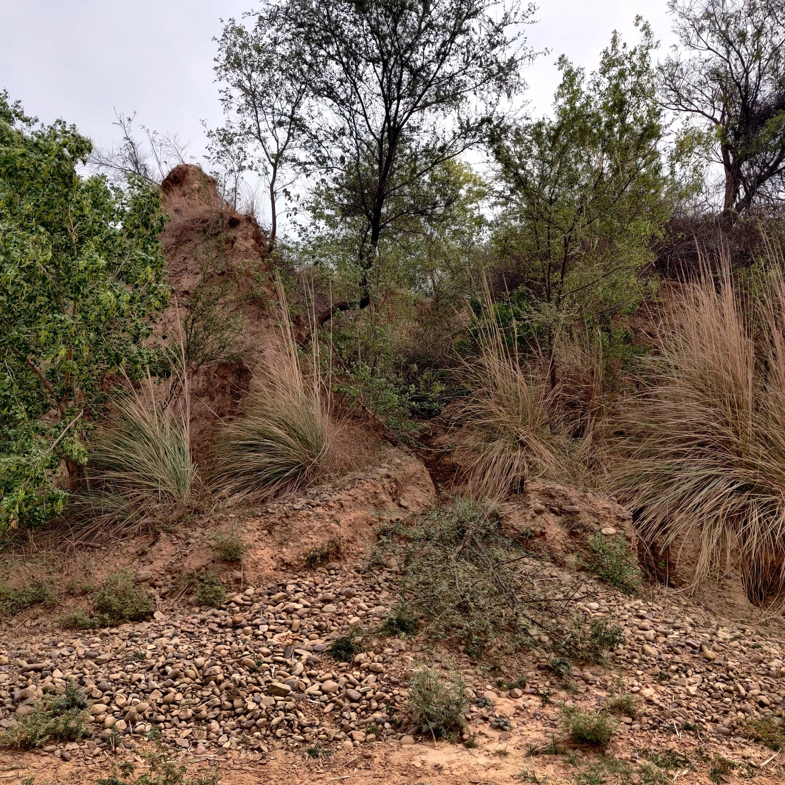Erosion / gullies showing sediment flow and Kans grass
