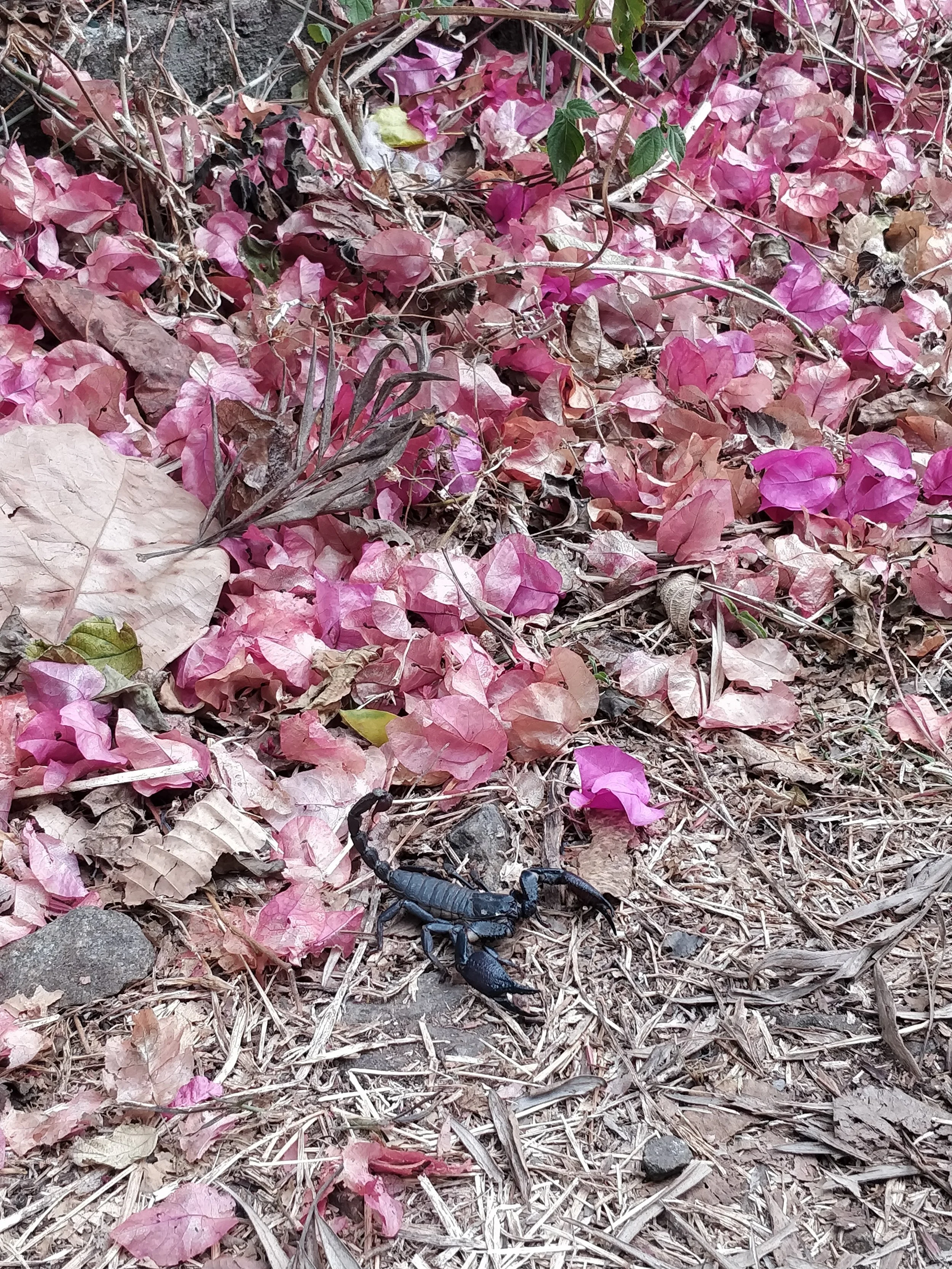 Black forest scorpion