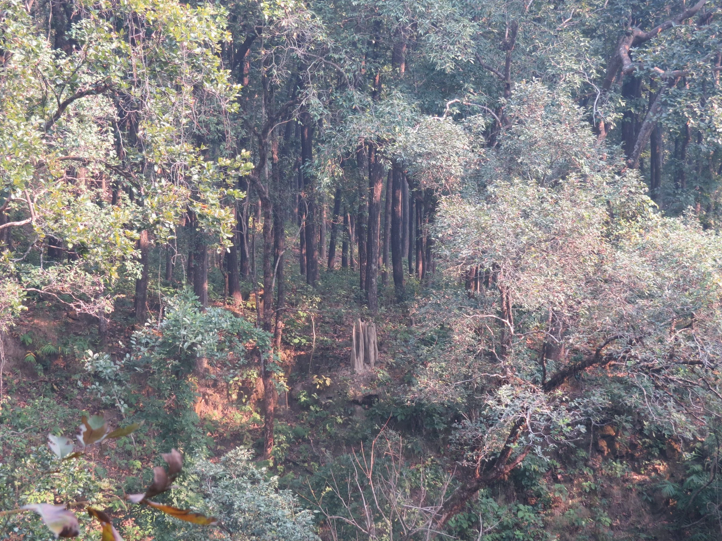 Sal forest across nala