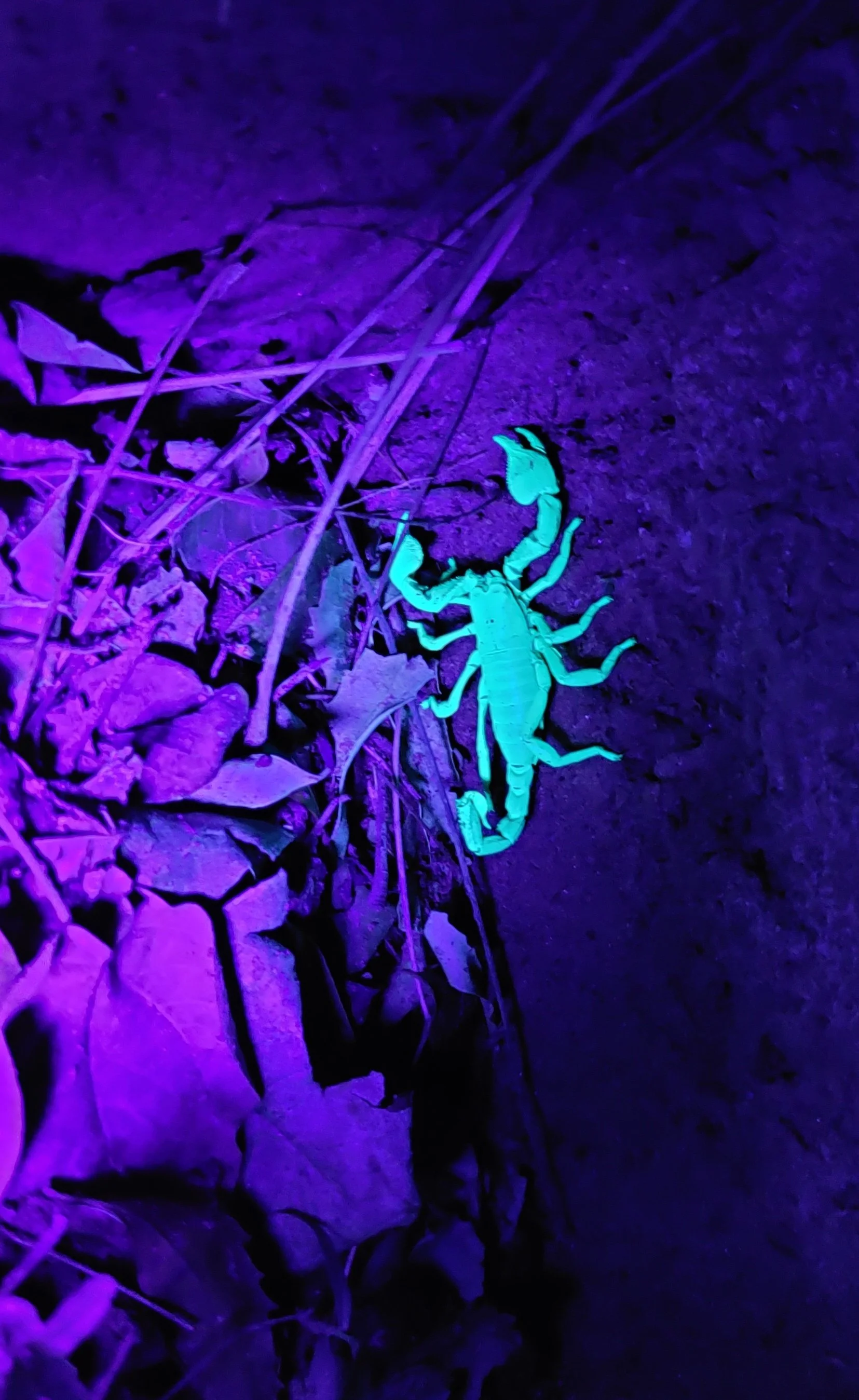Black forest scorpion