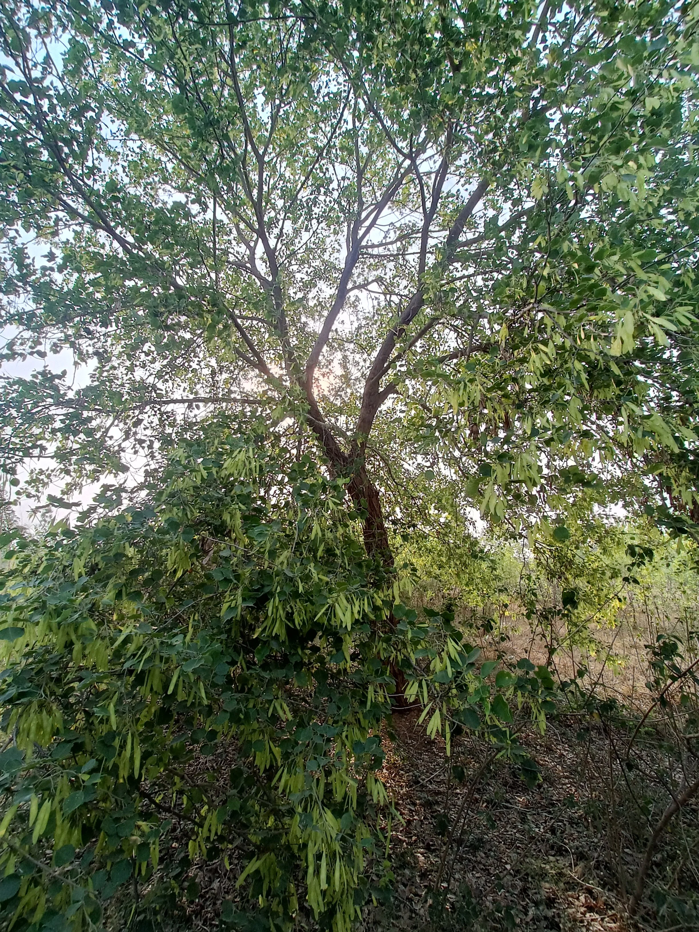 Dalbergia sissoo in eastern parcel