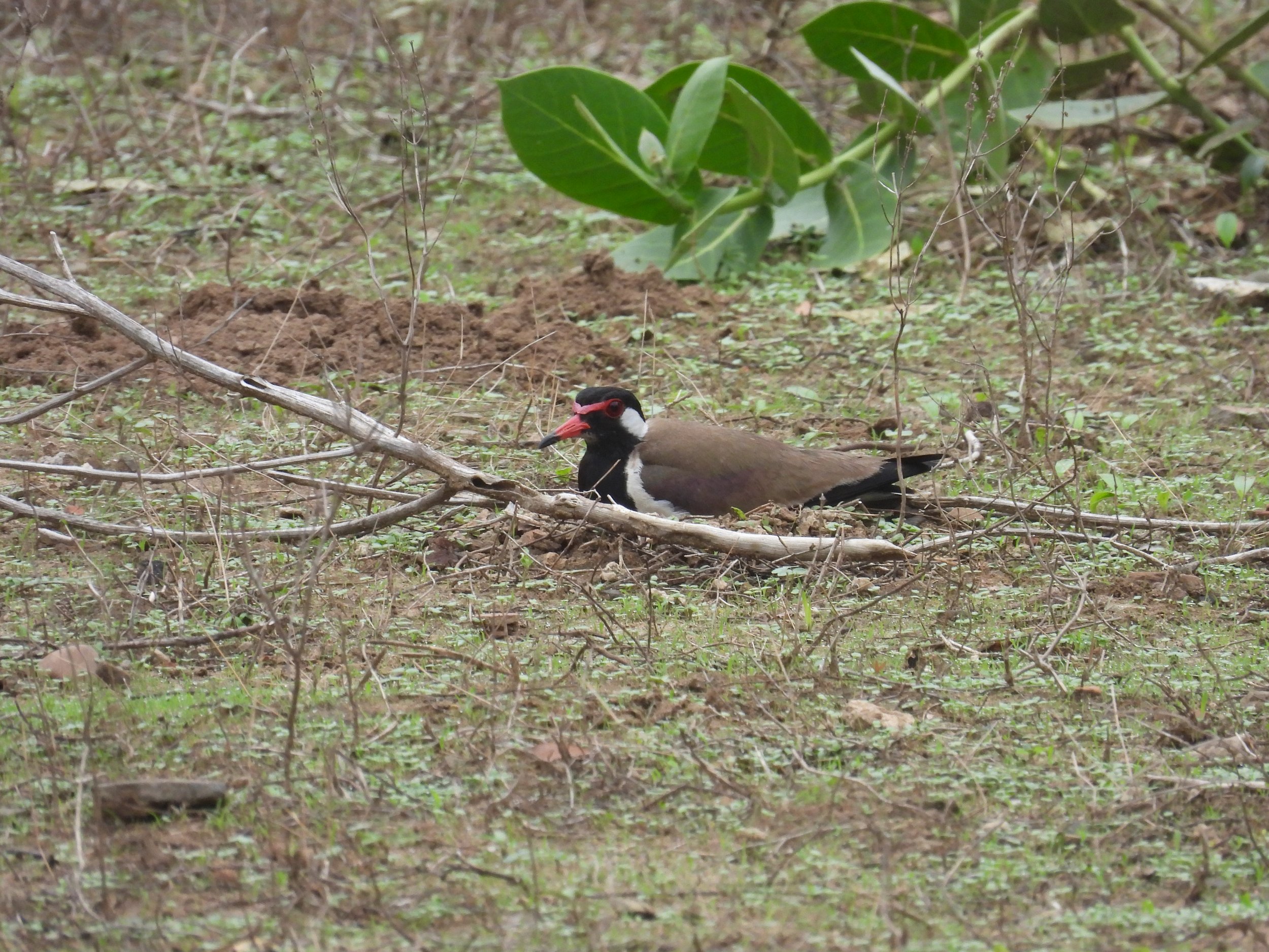 Red-wattled lapwing nesting