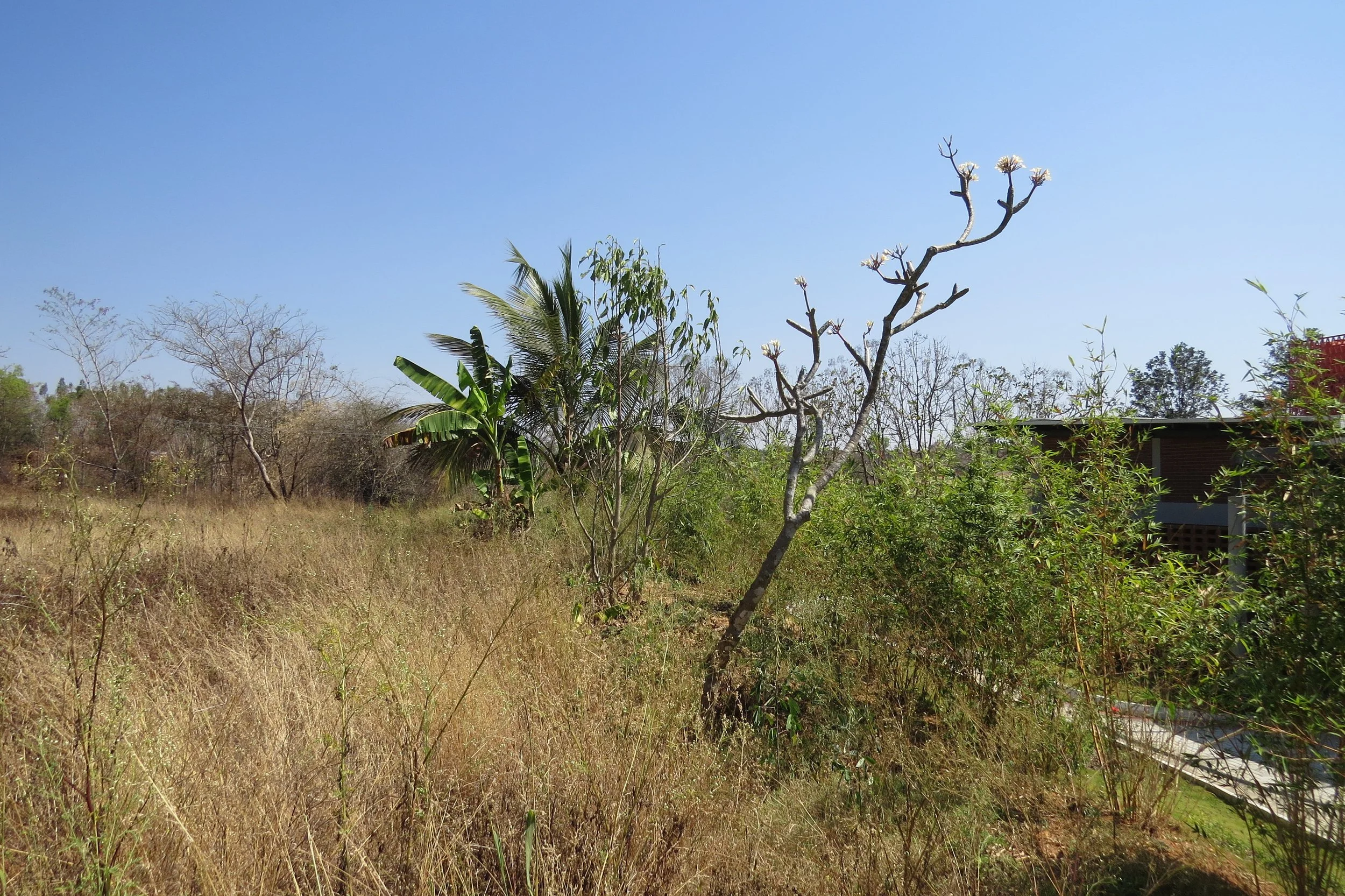 Eastern edge of parcel - planted with banana and coconut
