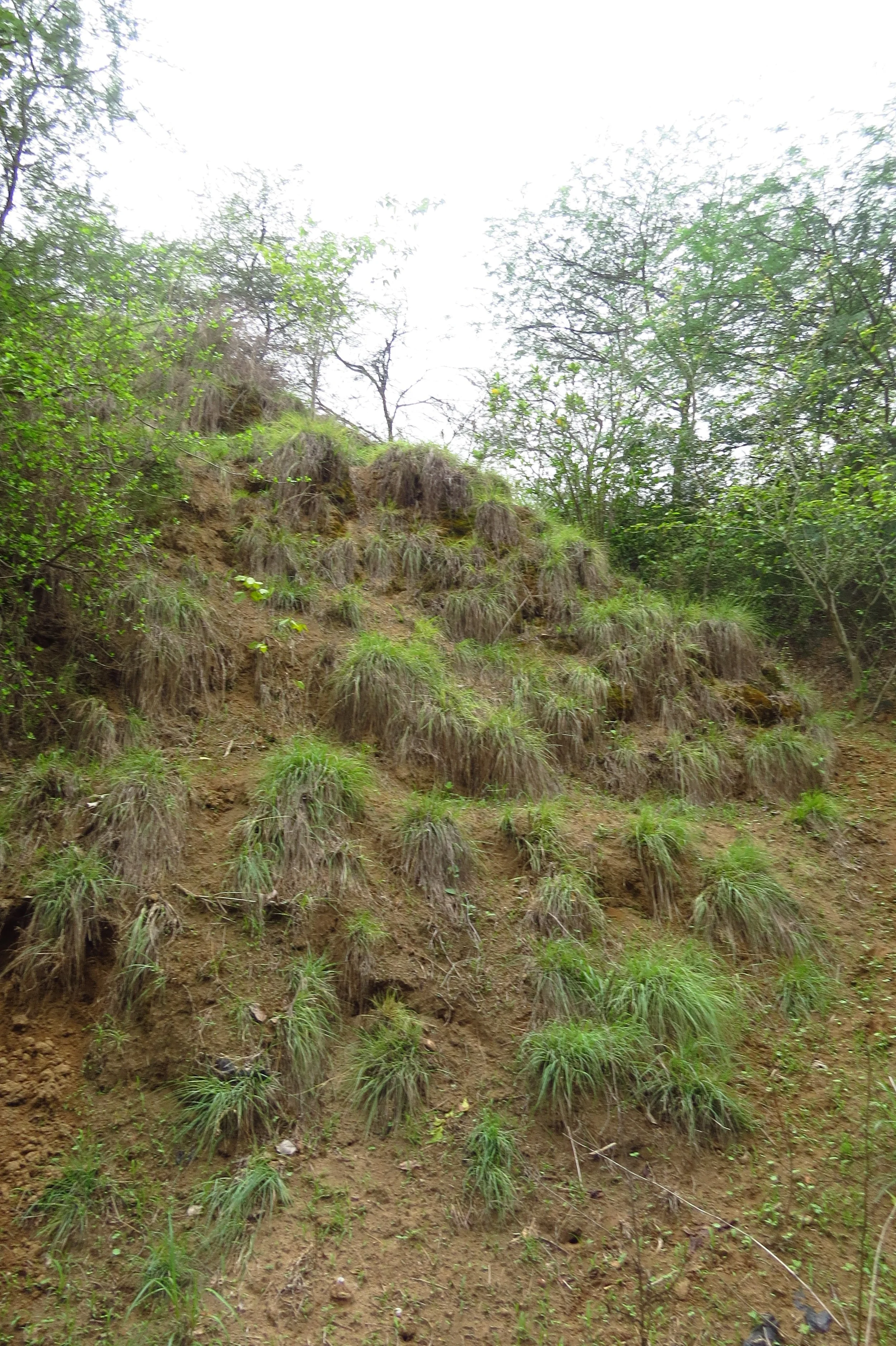 Sandy slopes held by grasses