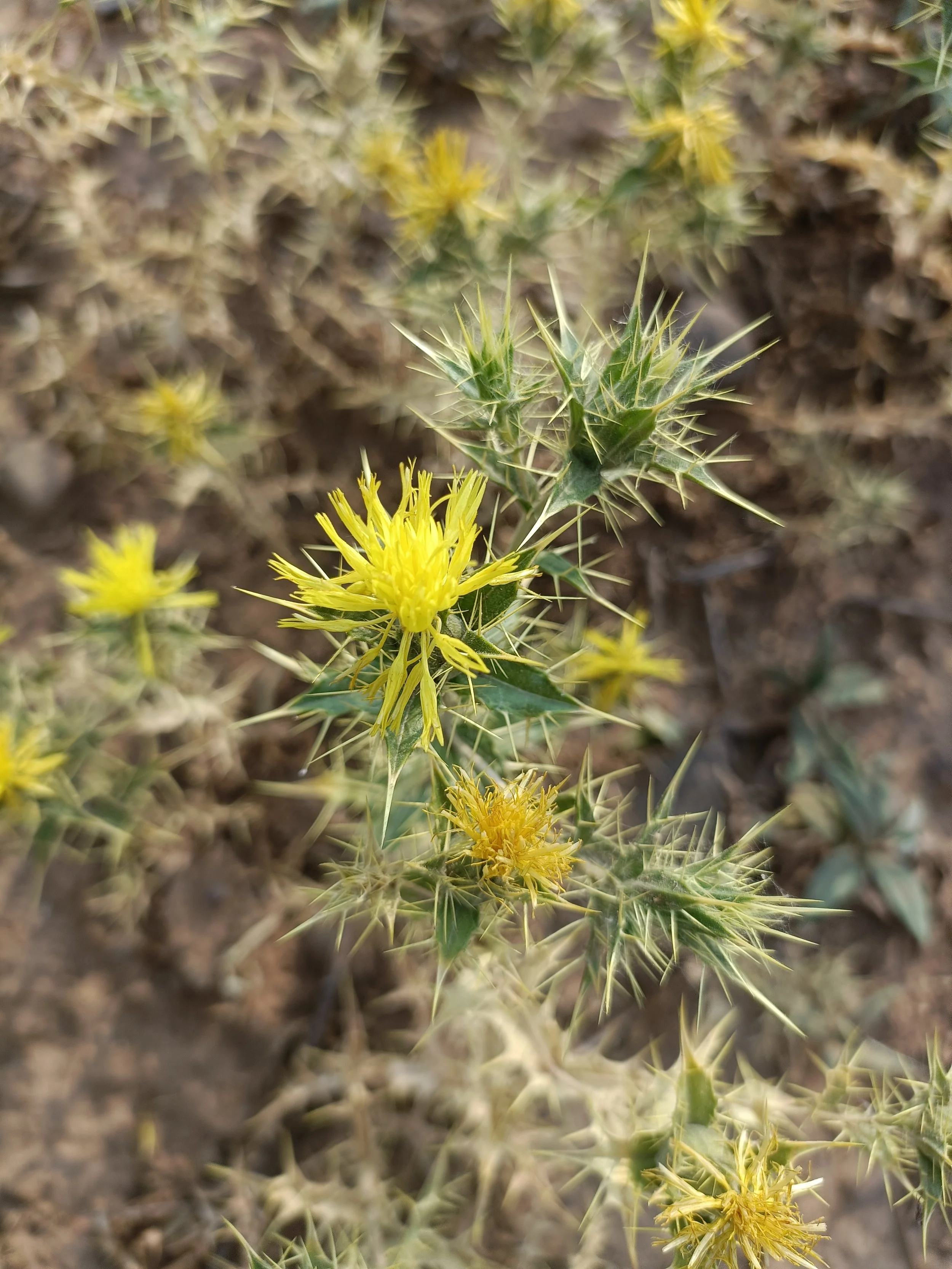 Carthamus oxycanthus (Jewelled distaff thistle)