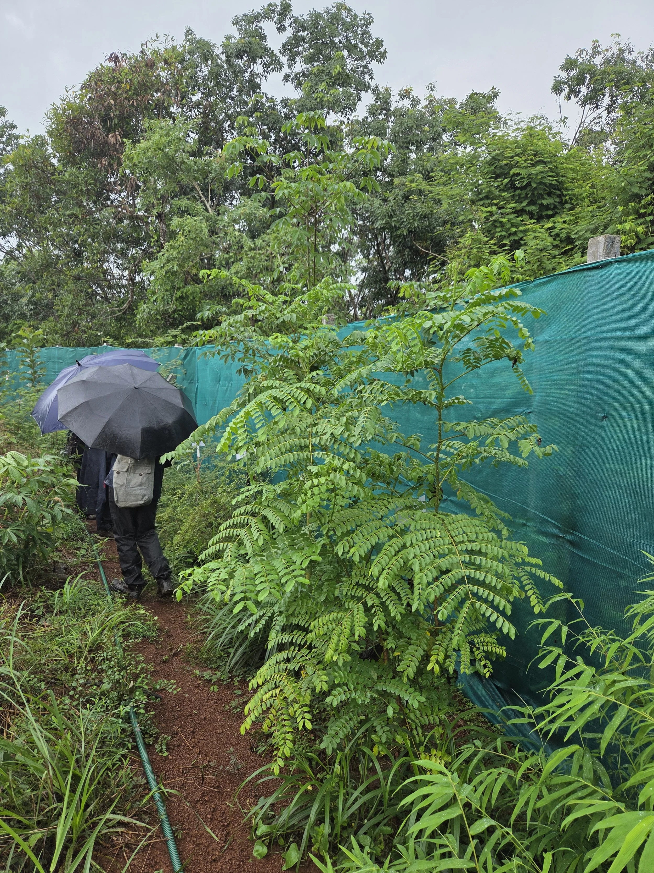 Living fence in 6 months (Caesalpinia bonducella)