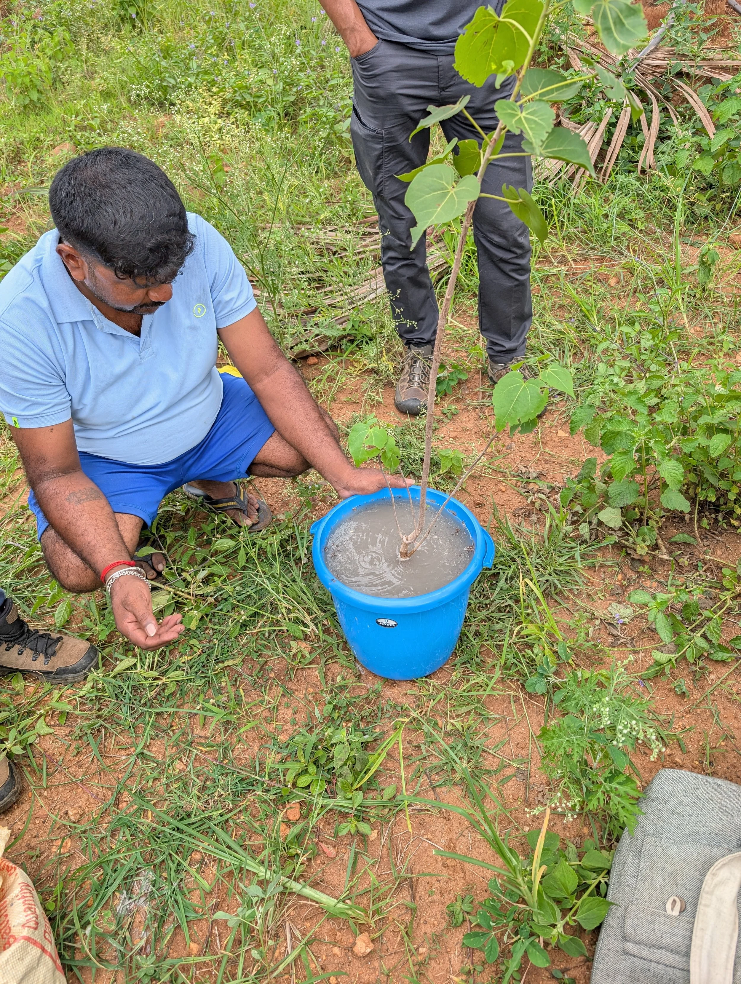 Soaking saplings in a VAM (vascular arbuscular mycorrhiza) solution before planting
