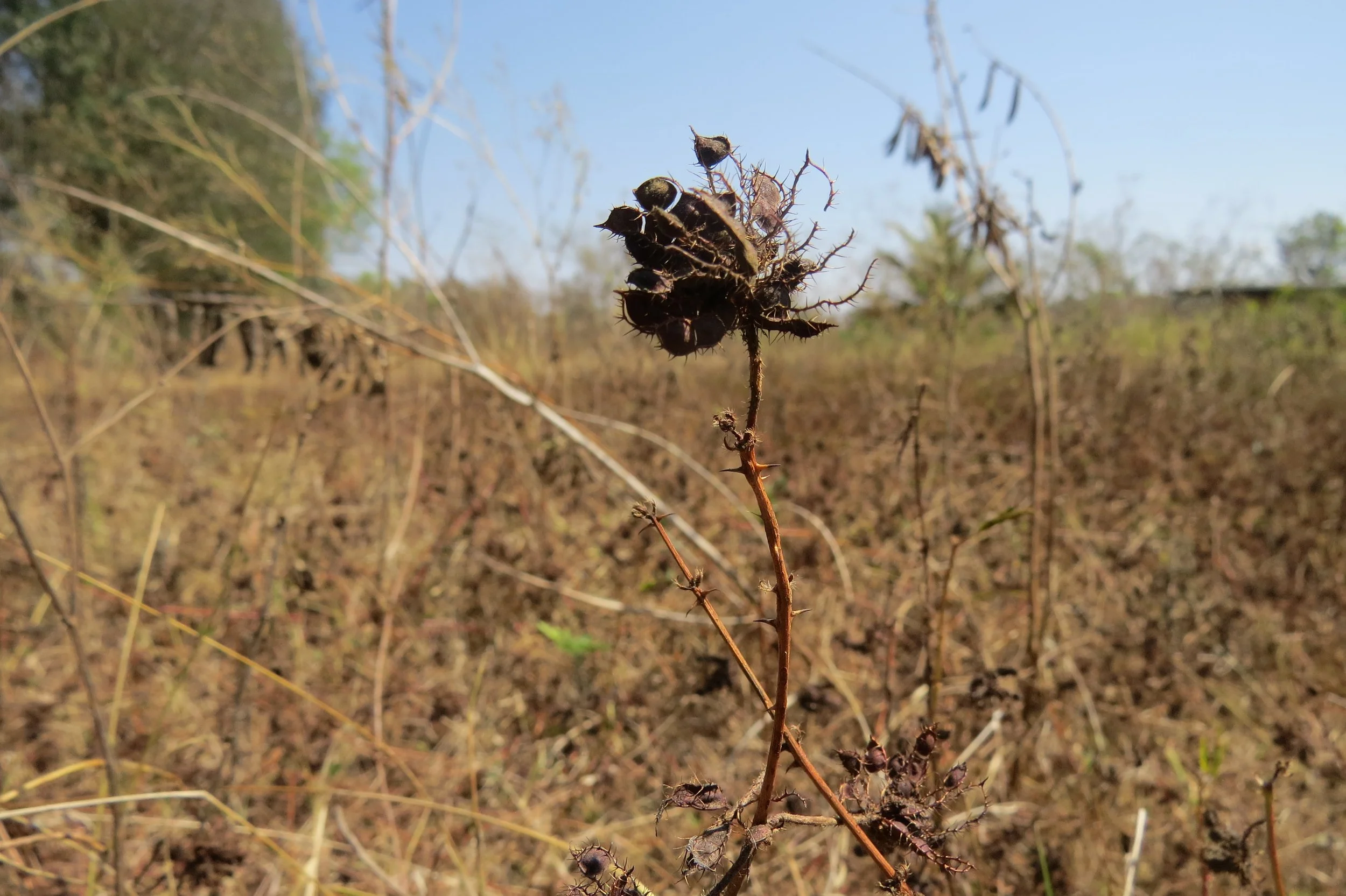 Mimosa pudica - dominant species on the parcel