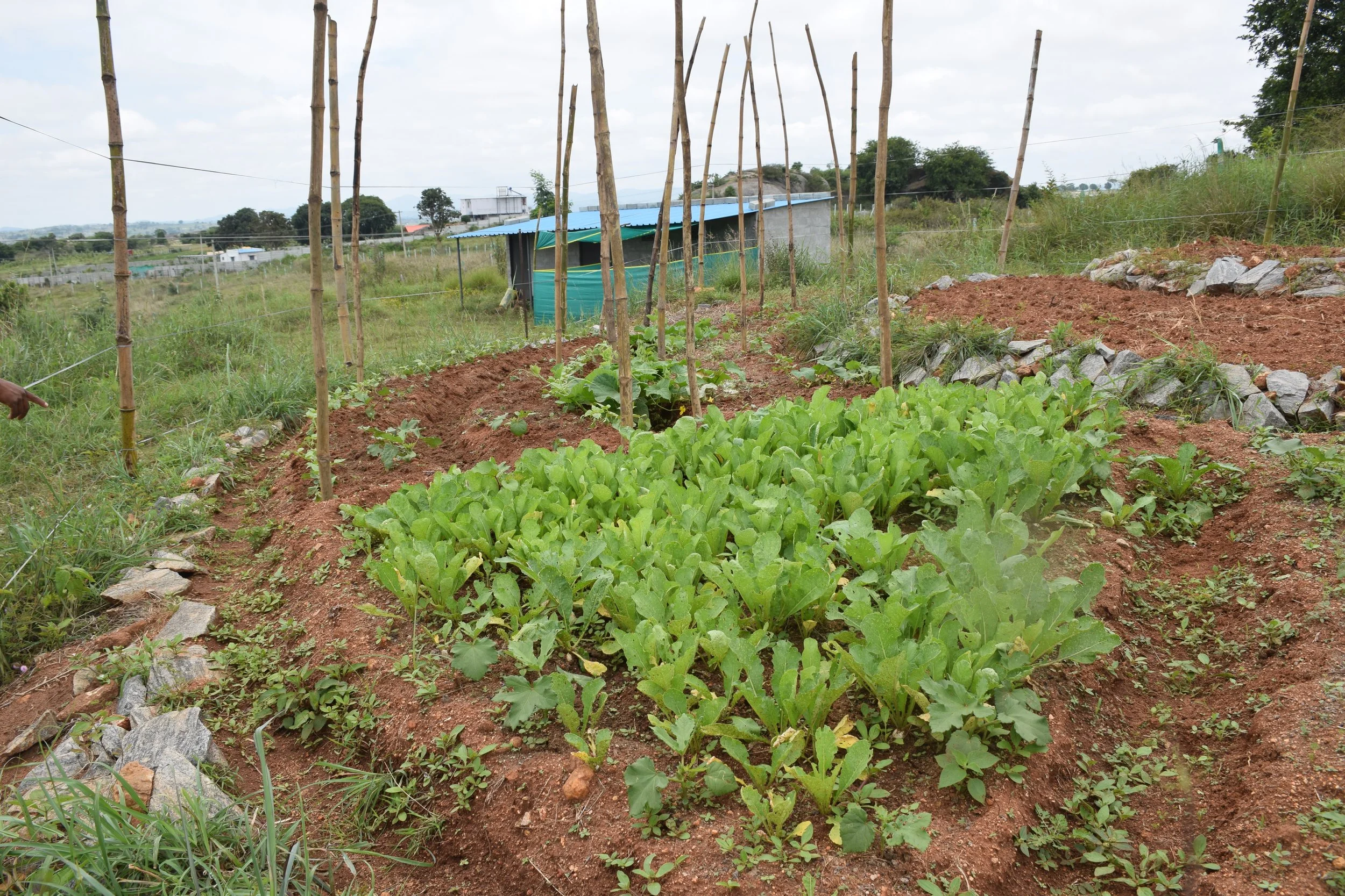 Raised vegetable beds introduced by caretaker and client