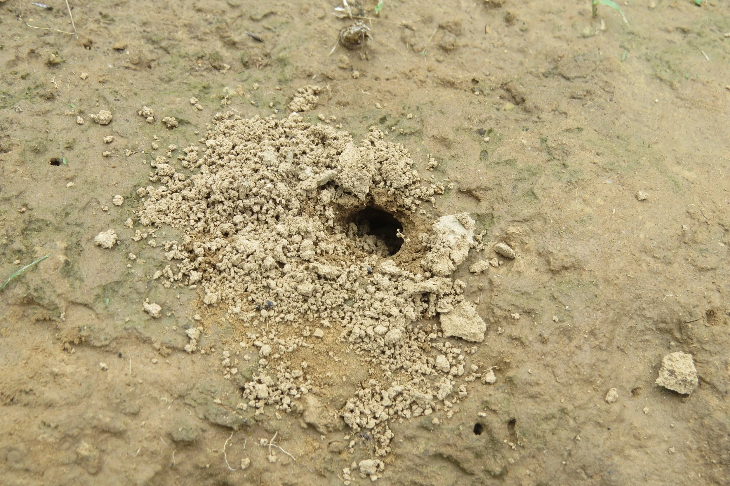 Freshwater crab hole