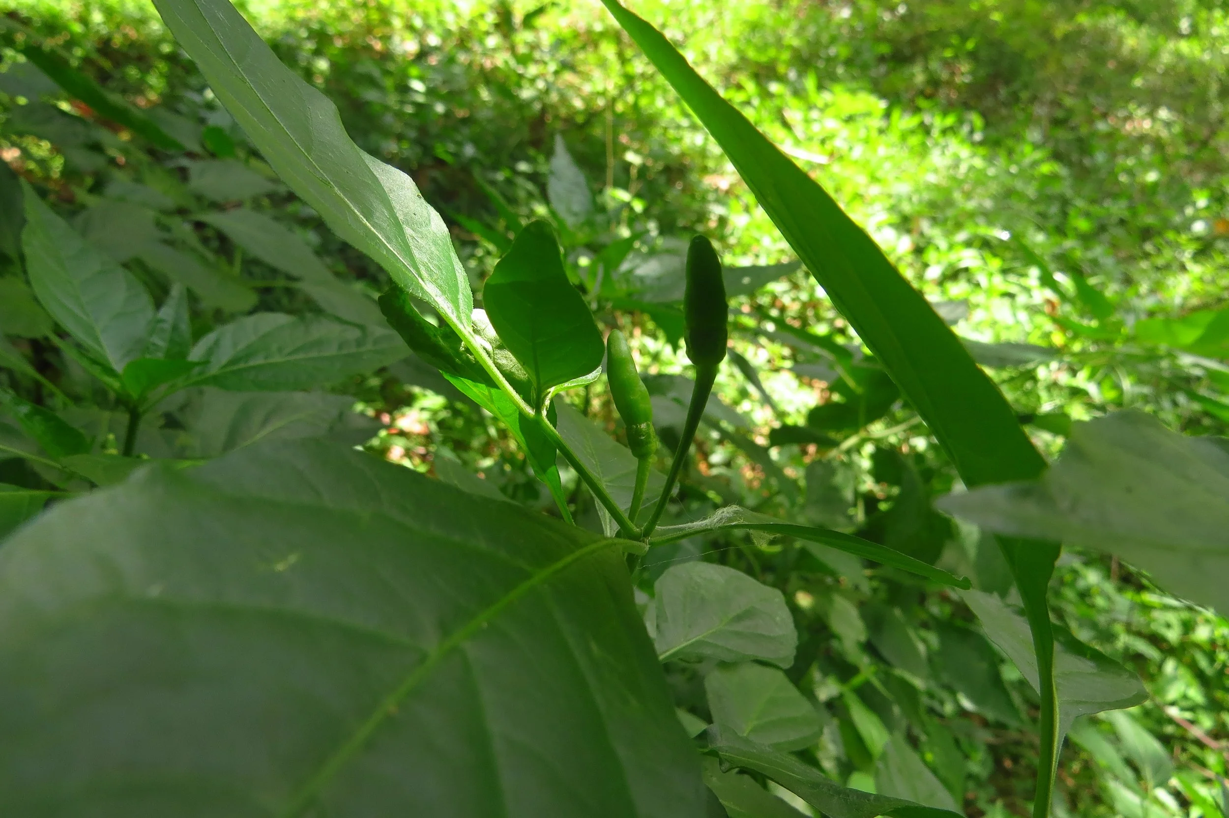 Shade-loving chilli