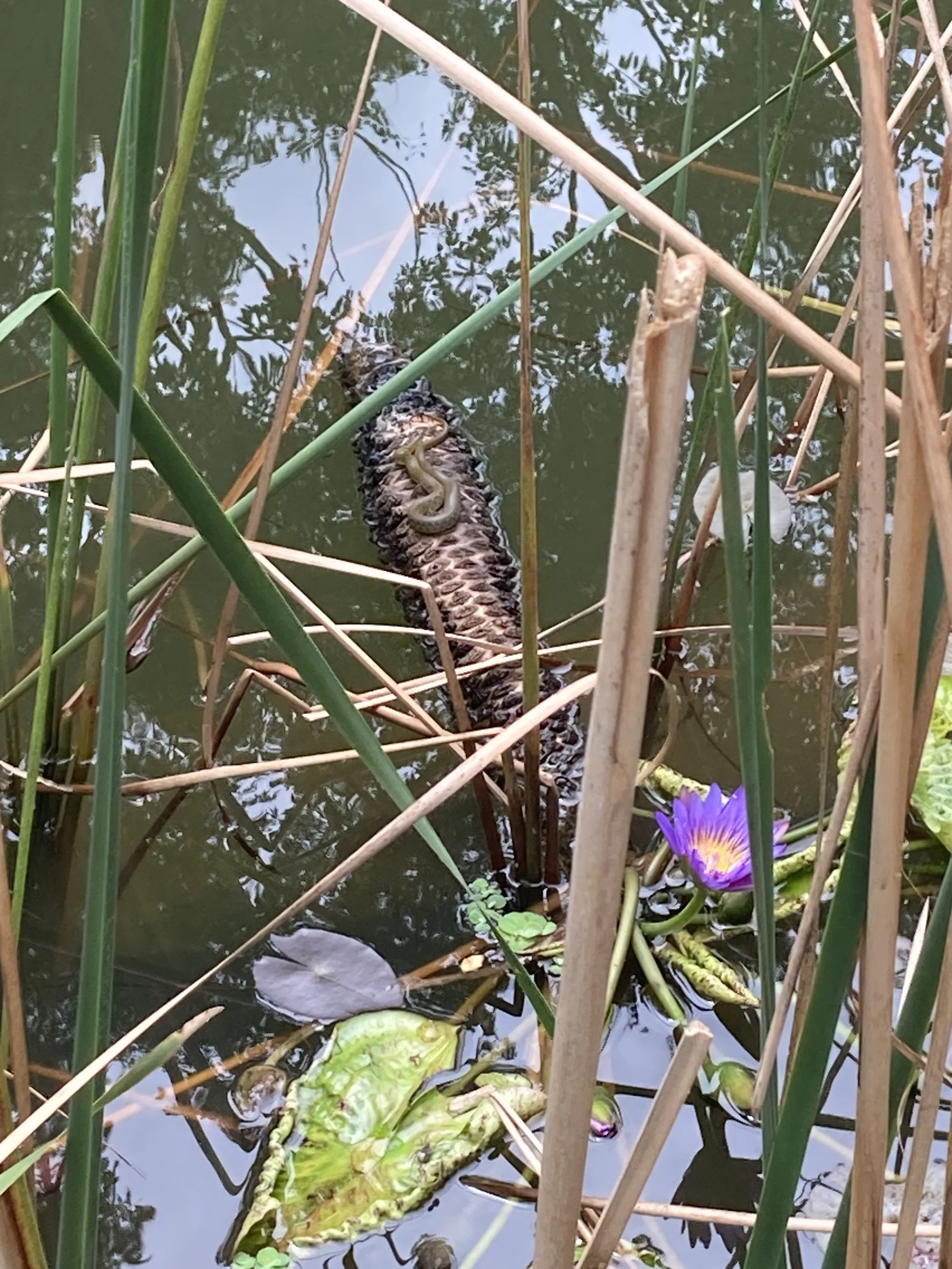 A Chequered Keelback resting in the wetland of the pond