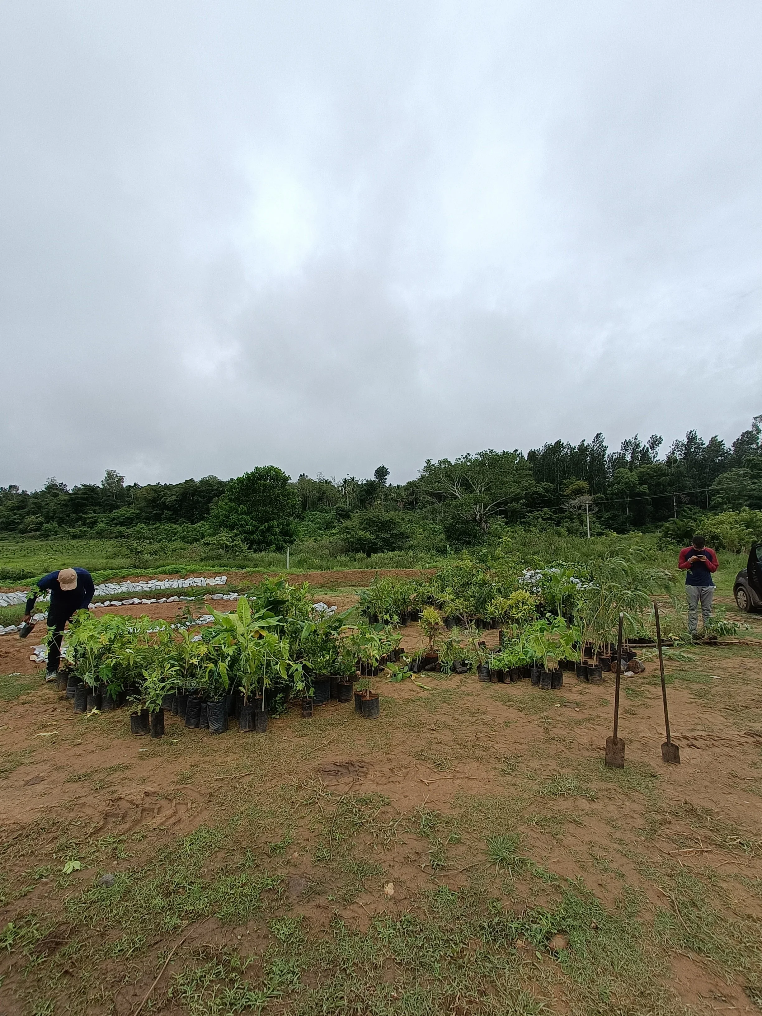 Sorting plants before planting
