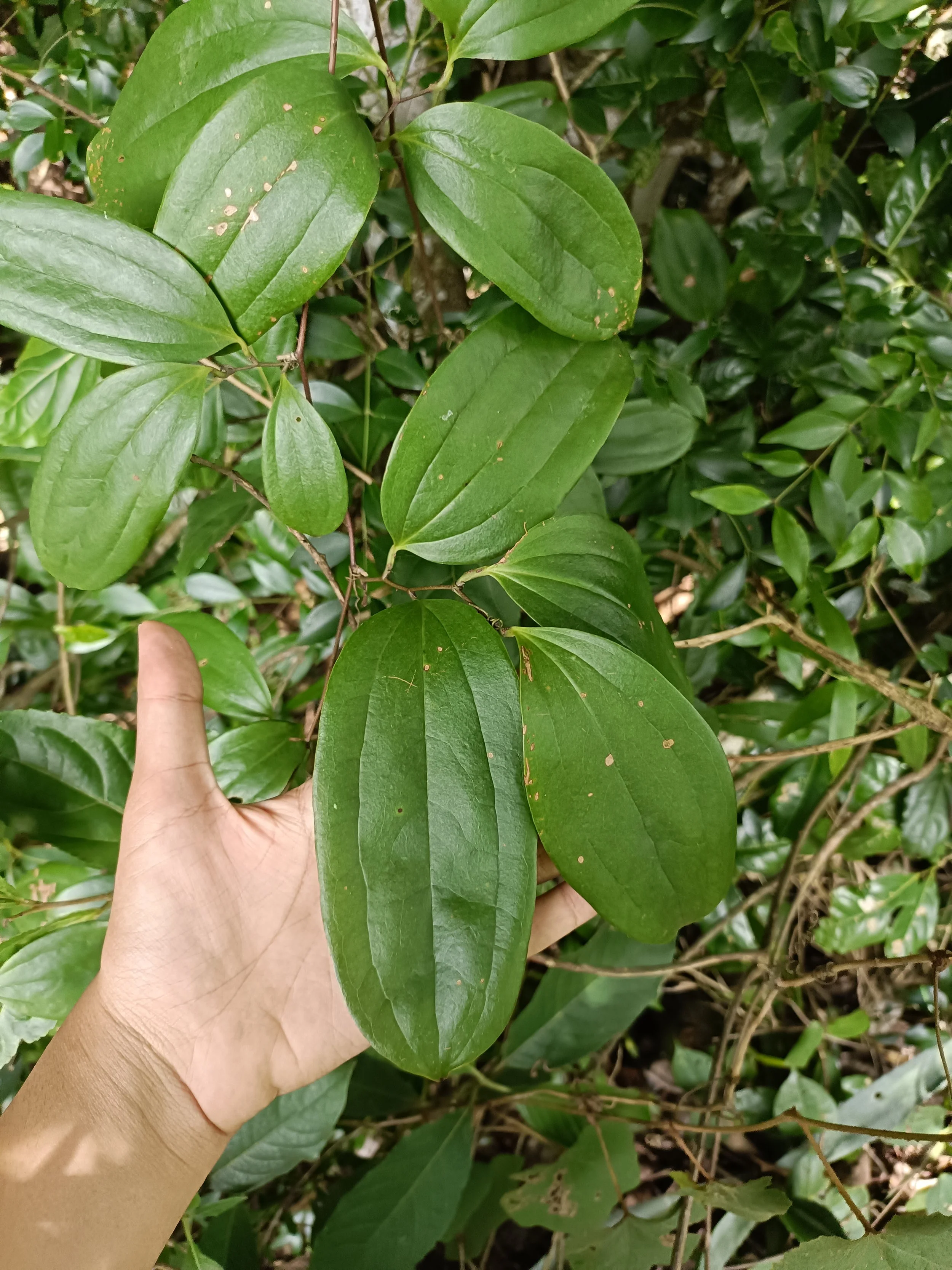 Smilax zeylanica (Ceylon thorn)