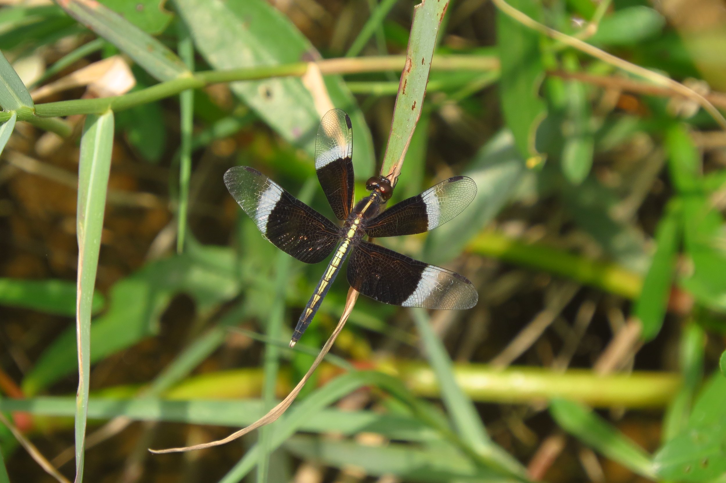 Dragonfly near pond