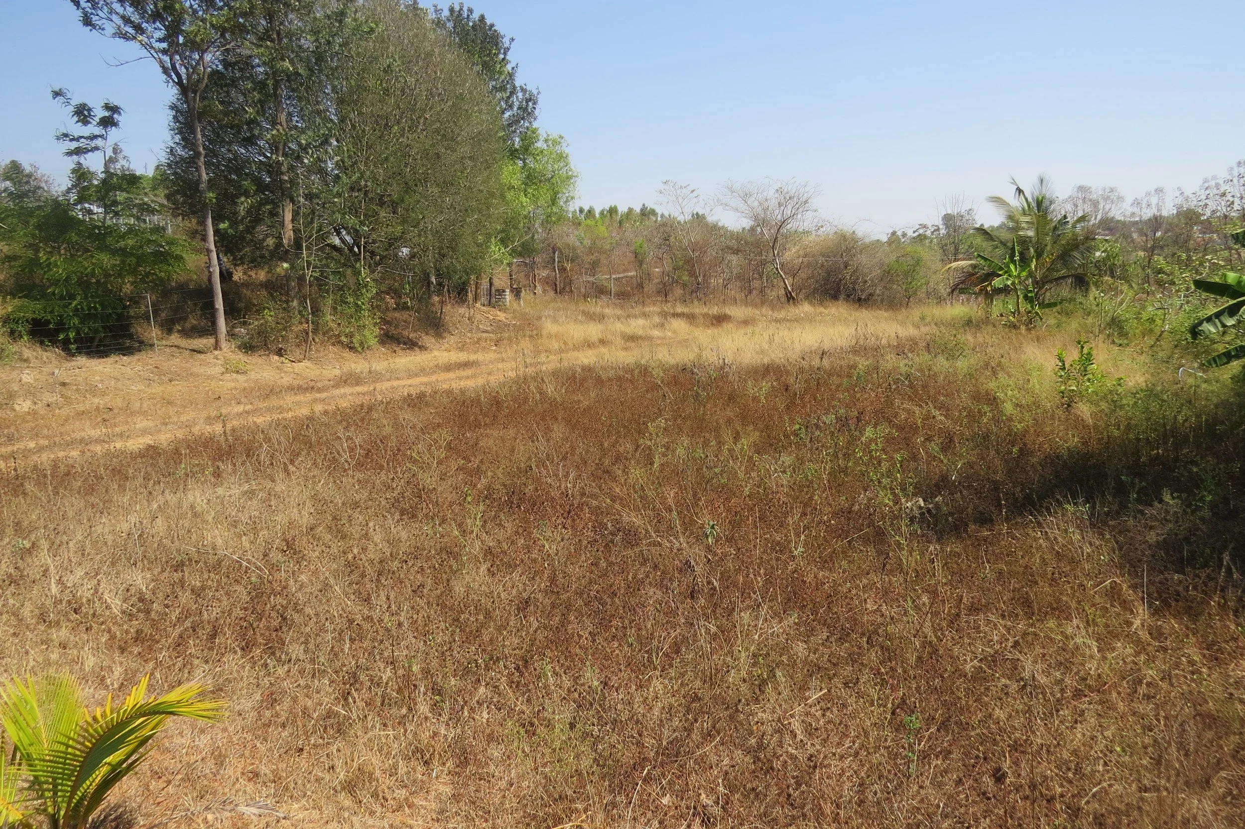 Food forest site before implementation