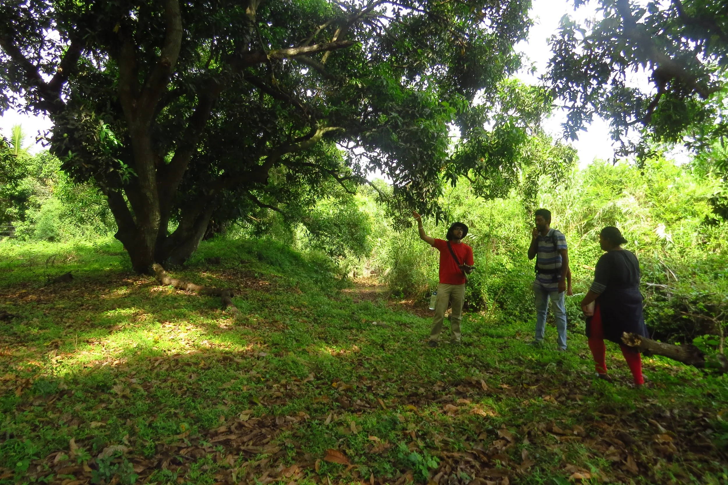 Mango orchard