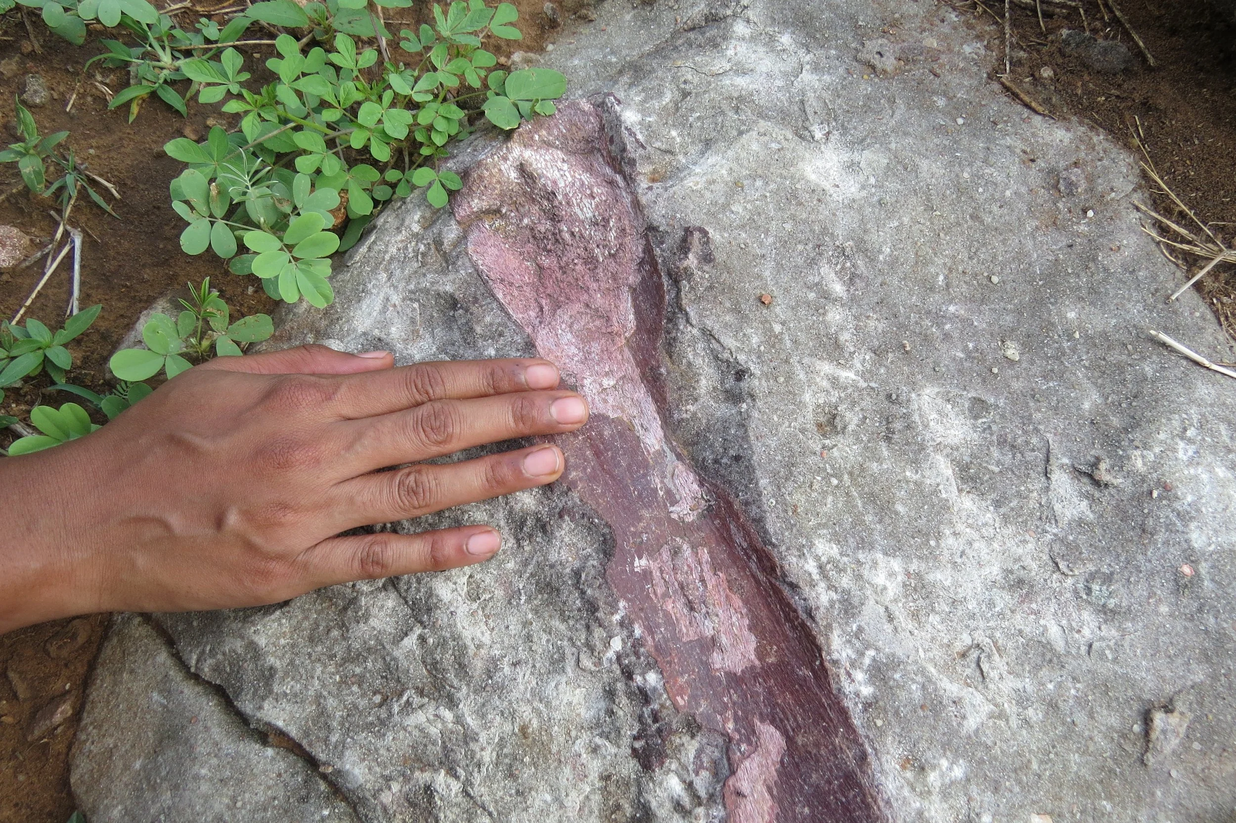 Dino fossil (Balasinor, 2 hours from site)