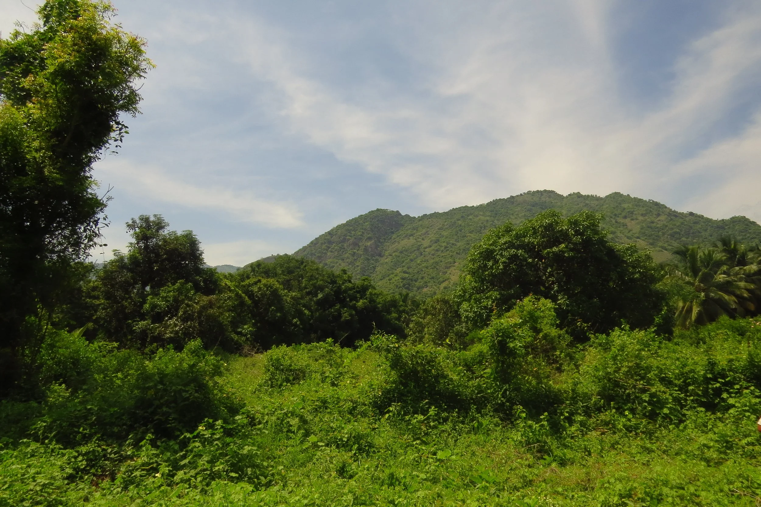 View of Palani hills from site