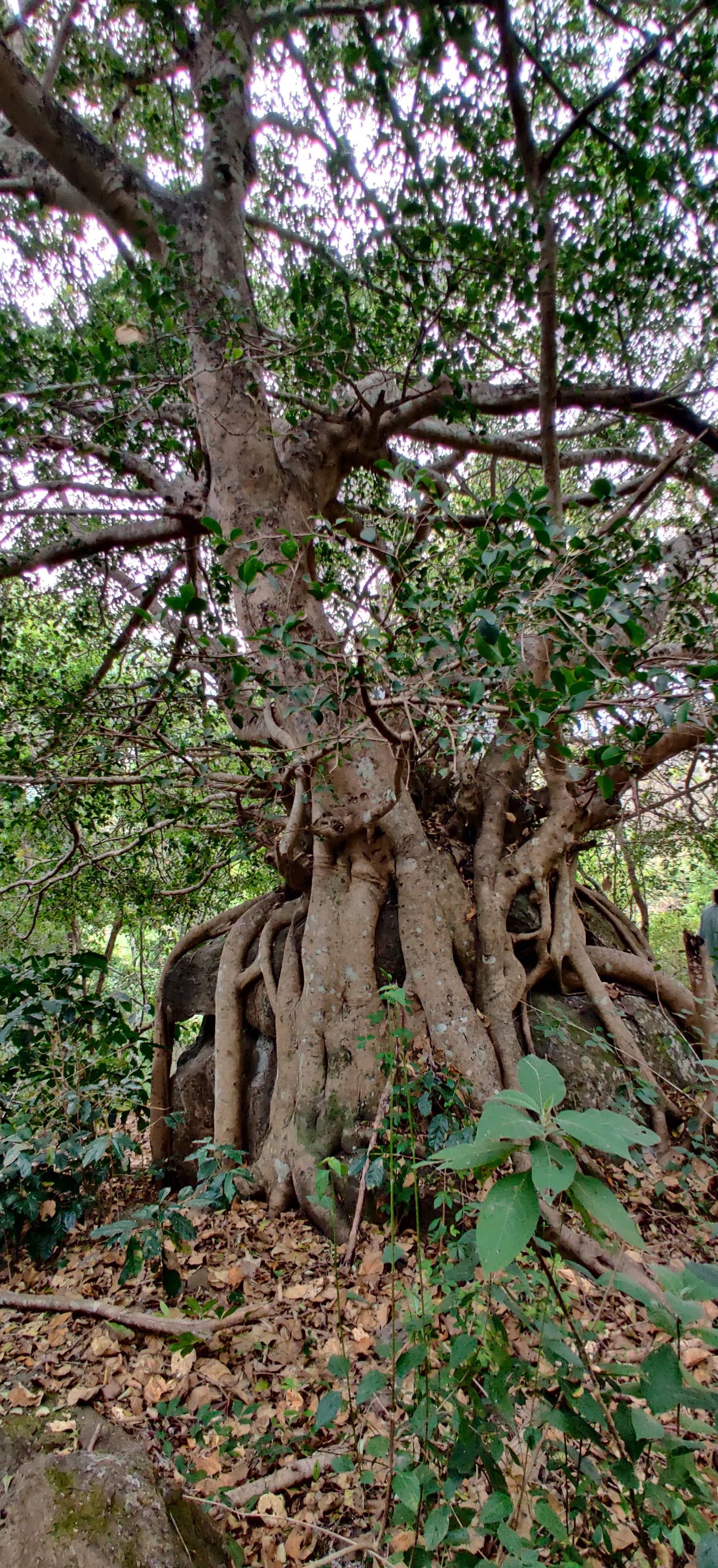 Old Ficus on a boulder