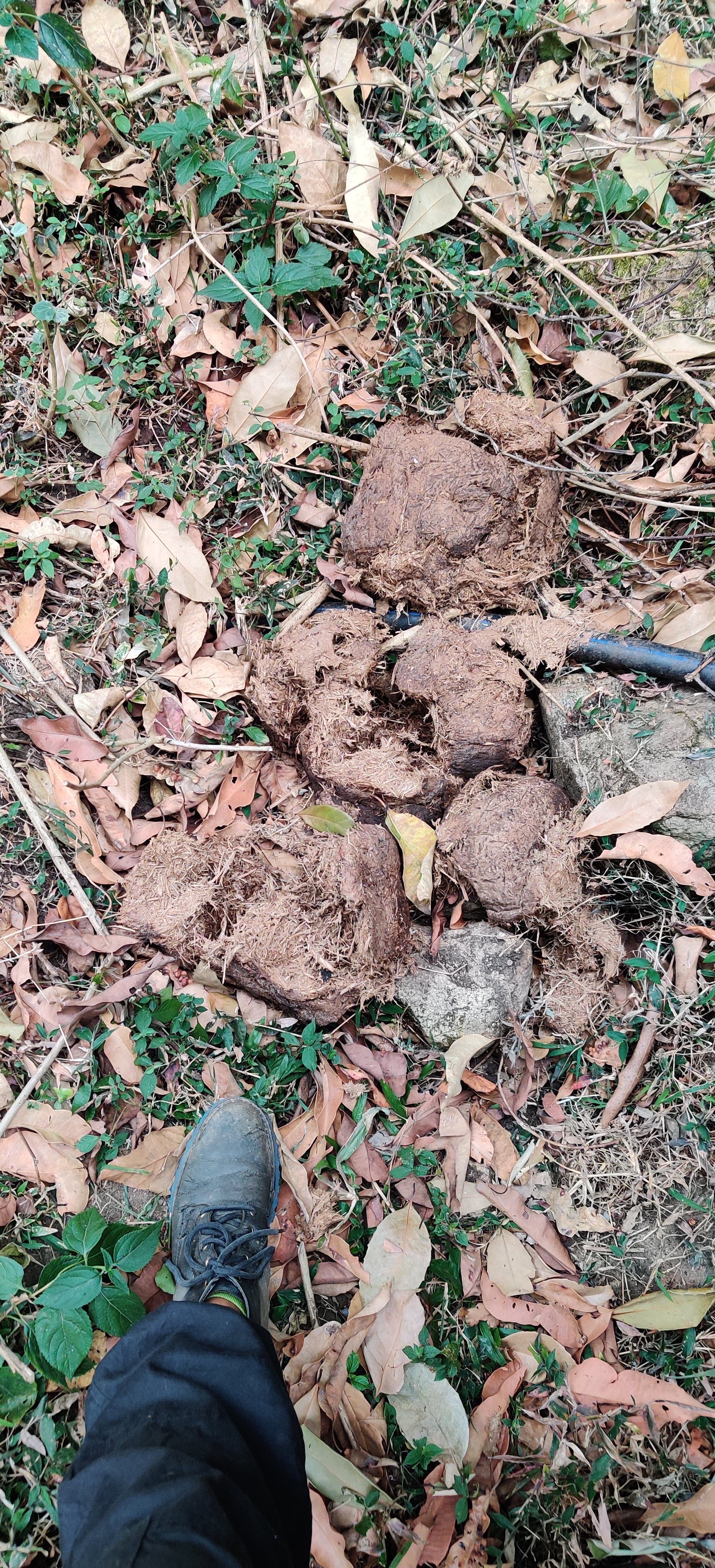 Elephant dung