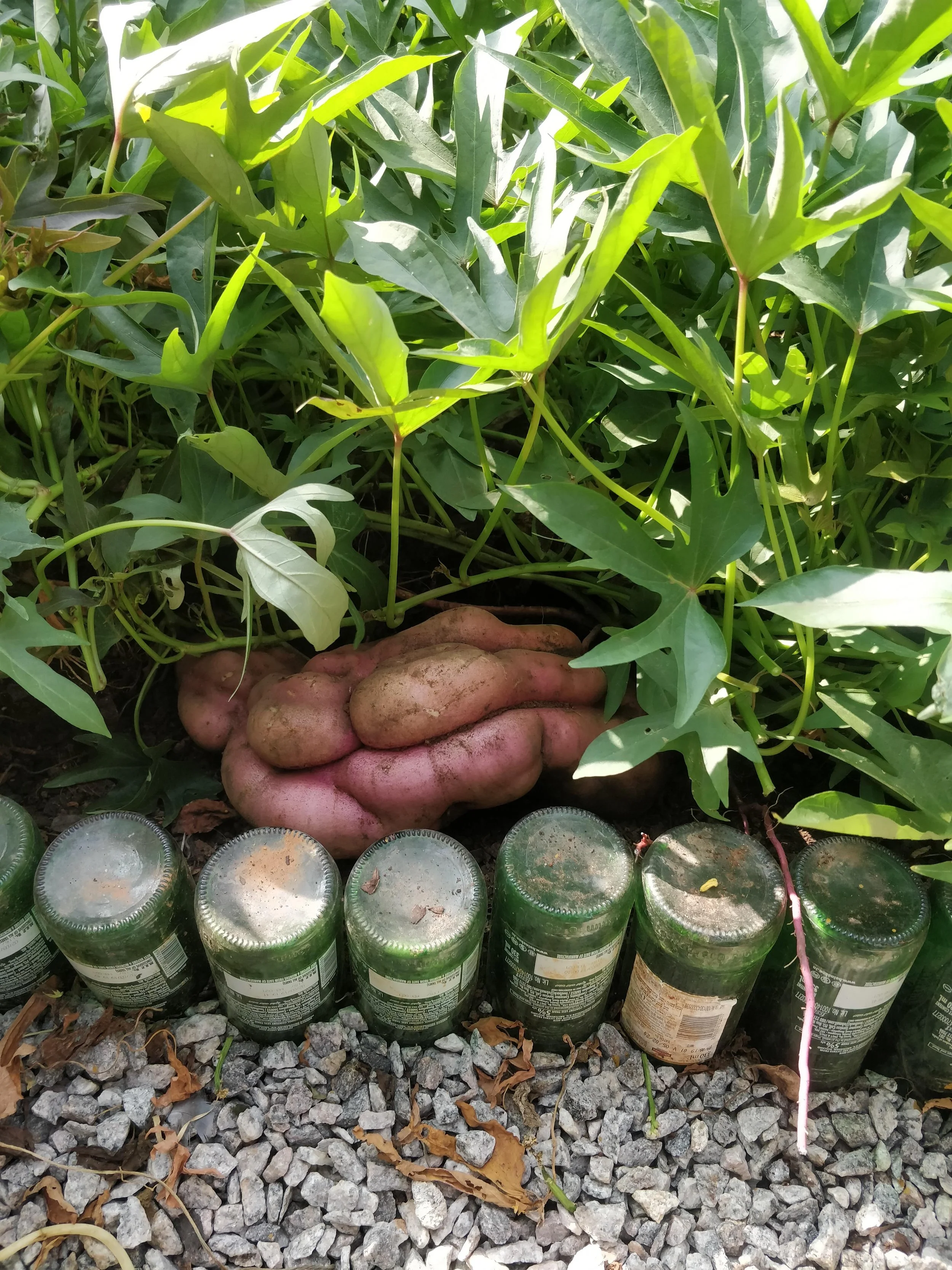 Sweet potato harvest!
