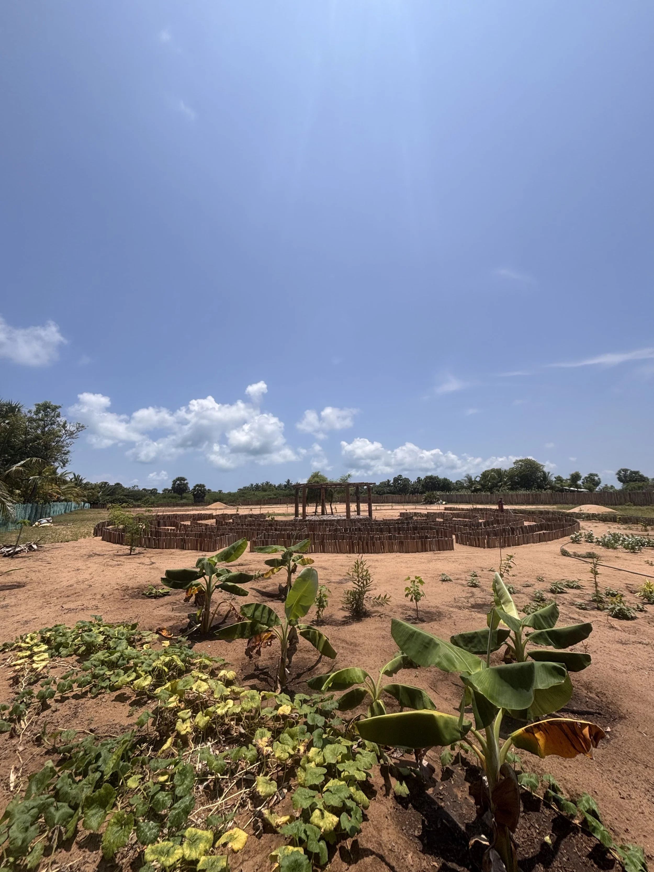 Visit 2 - Saplings planted between visits