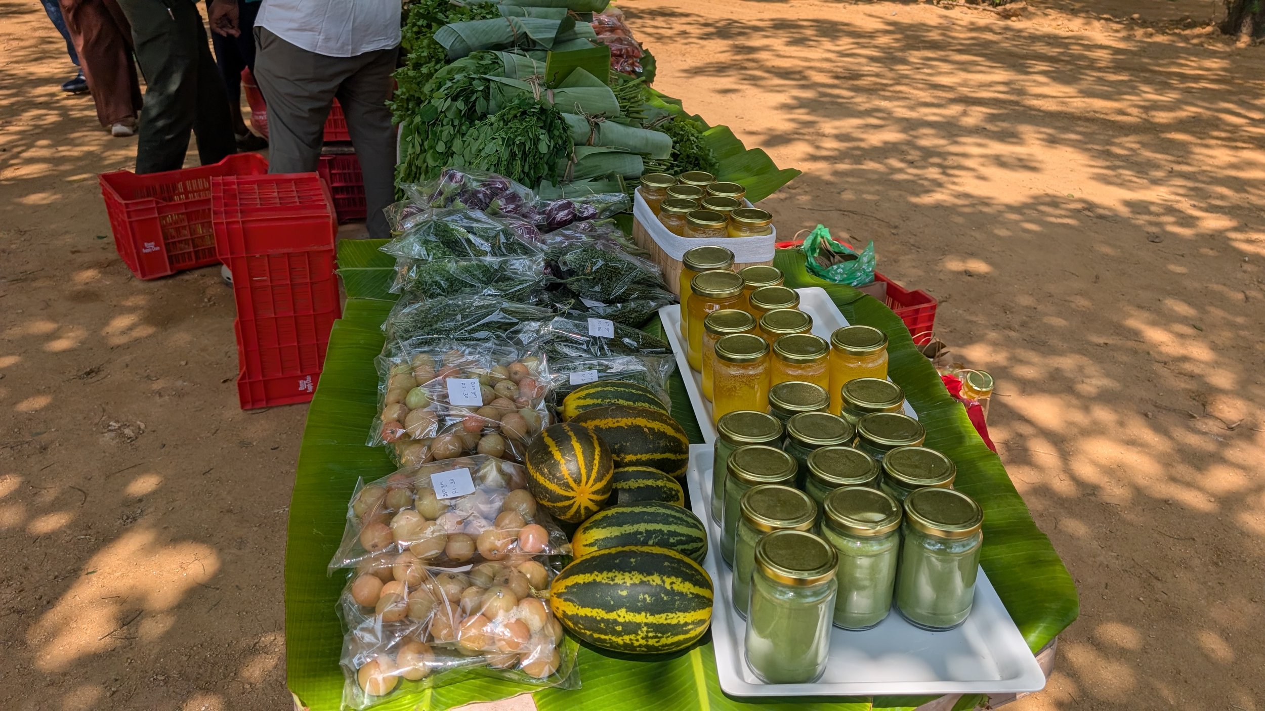 Harvest of veggies, dairy and eggs 