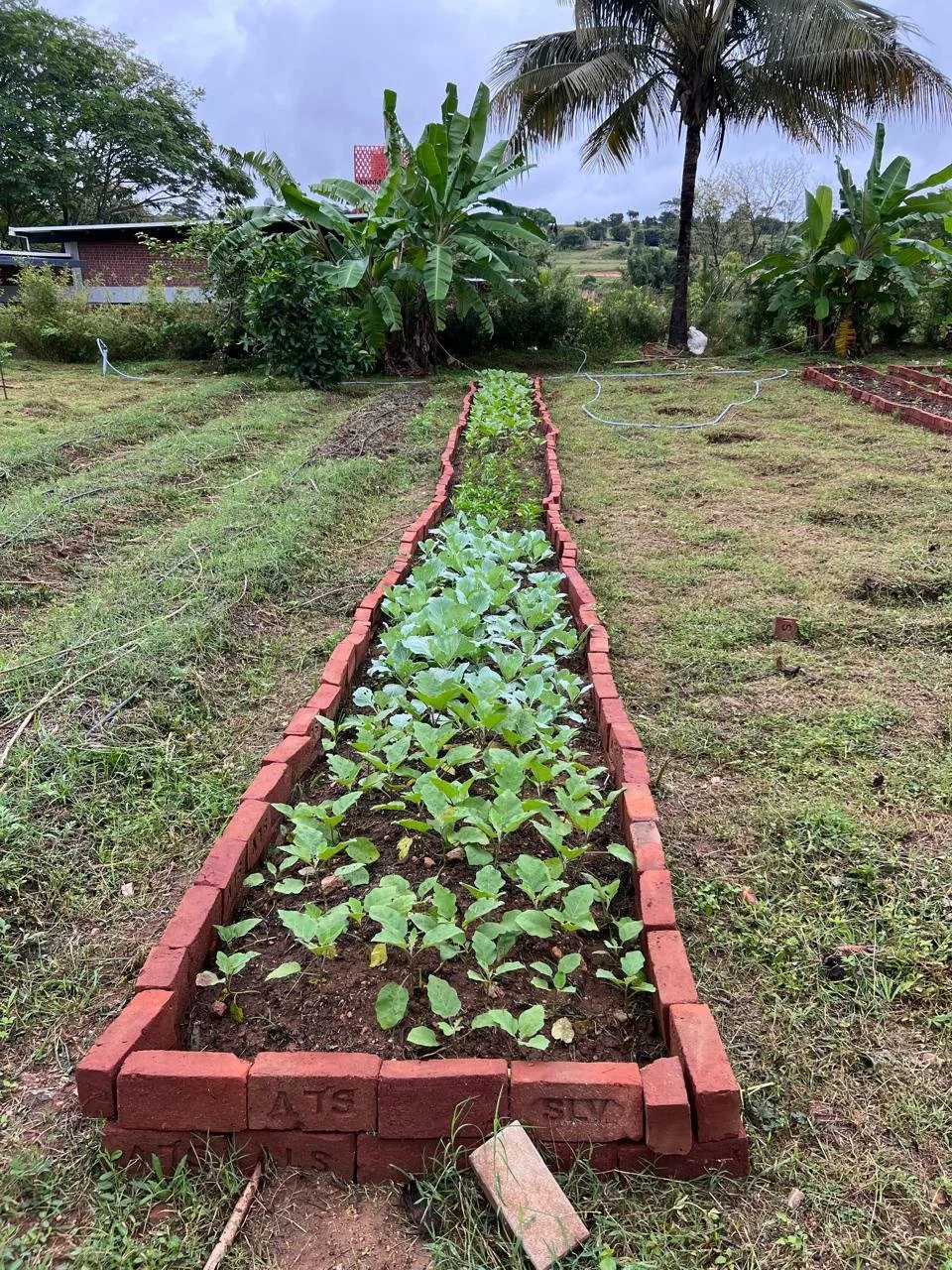 First greens [photo from client]